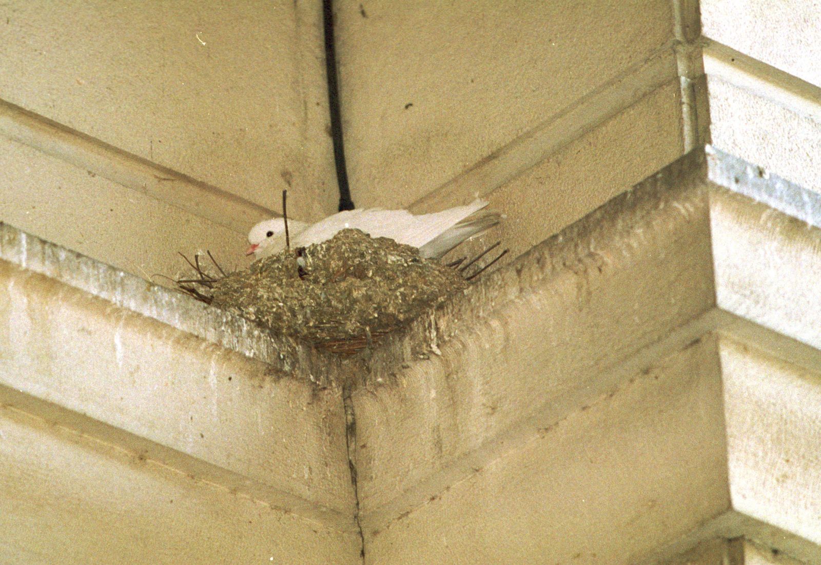 Una paloma en un nido en un edificio.