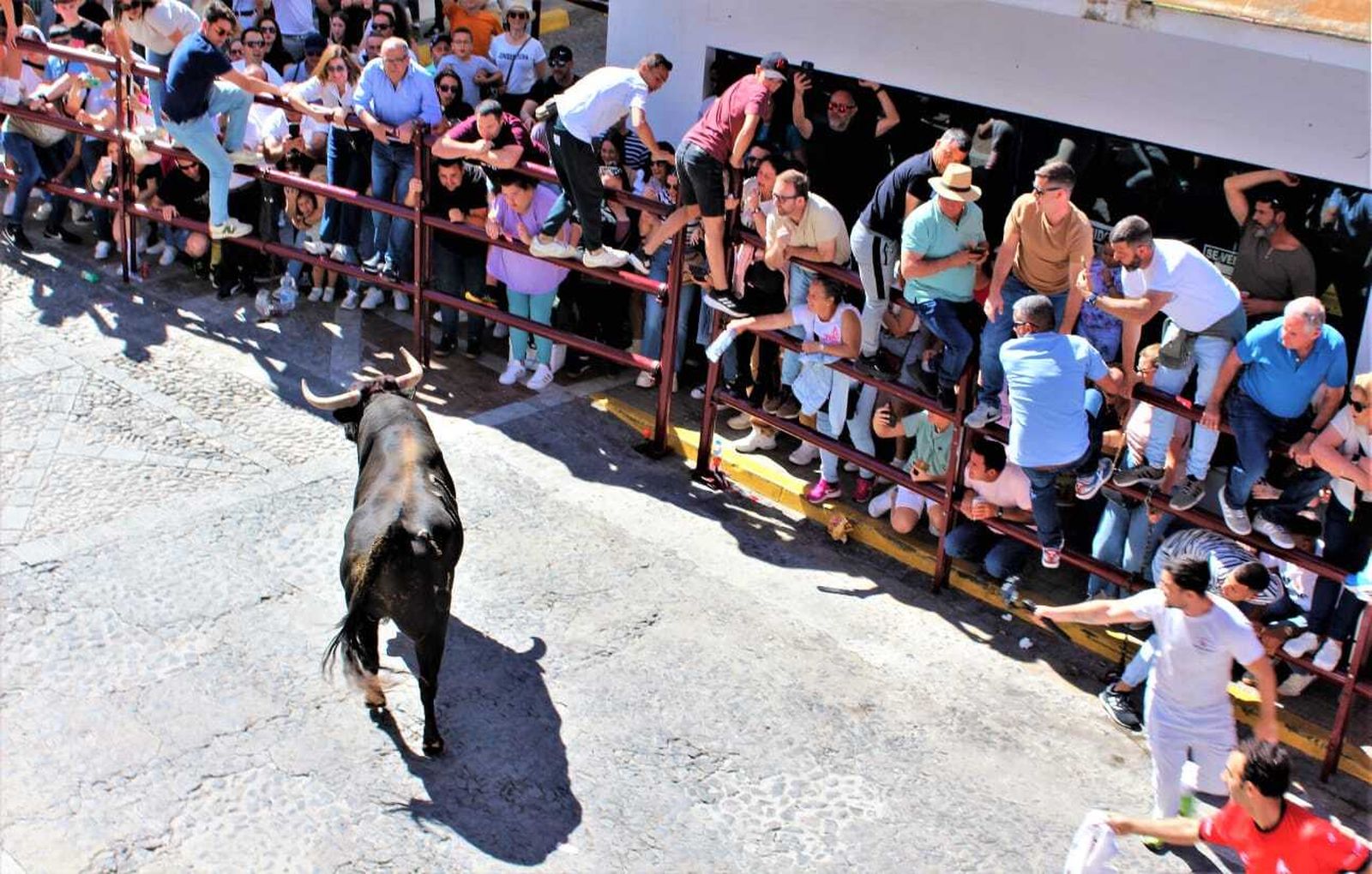 Las imágenes de la celebración del Toro del Aleluya en Arcos 2024