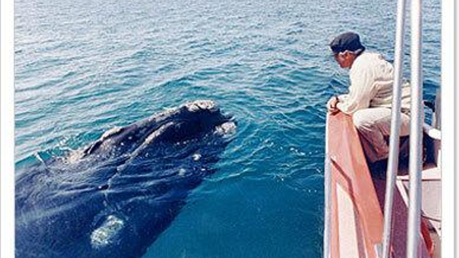 Una ballena franca en la península de Valdés, Argentina.