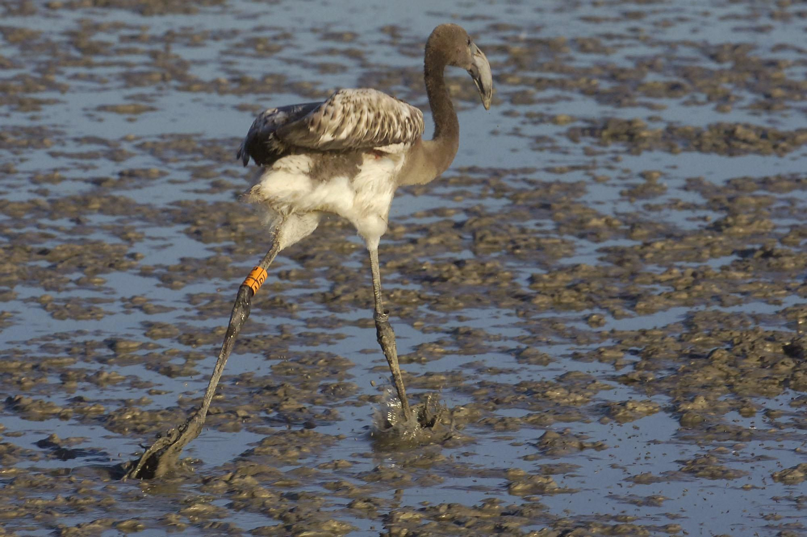 Pollos  flamenco nacido en Doñana.