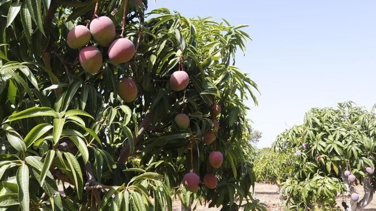 Arboles cargados mangos Axarquia Arboles cargados mangos Axarquia