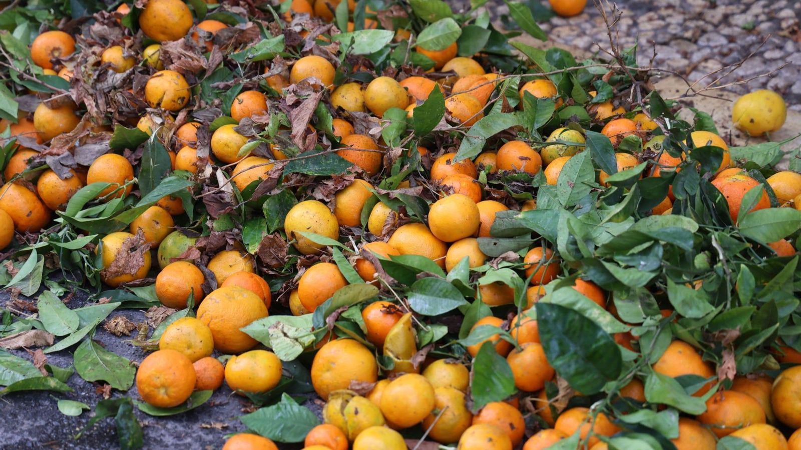 Un montón de naranjas de la recogida que están realizando los operarios municipales de Málaga.
