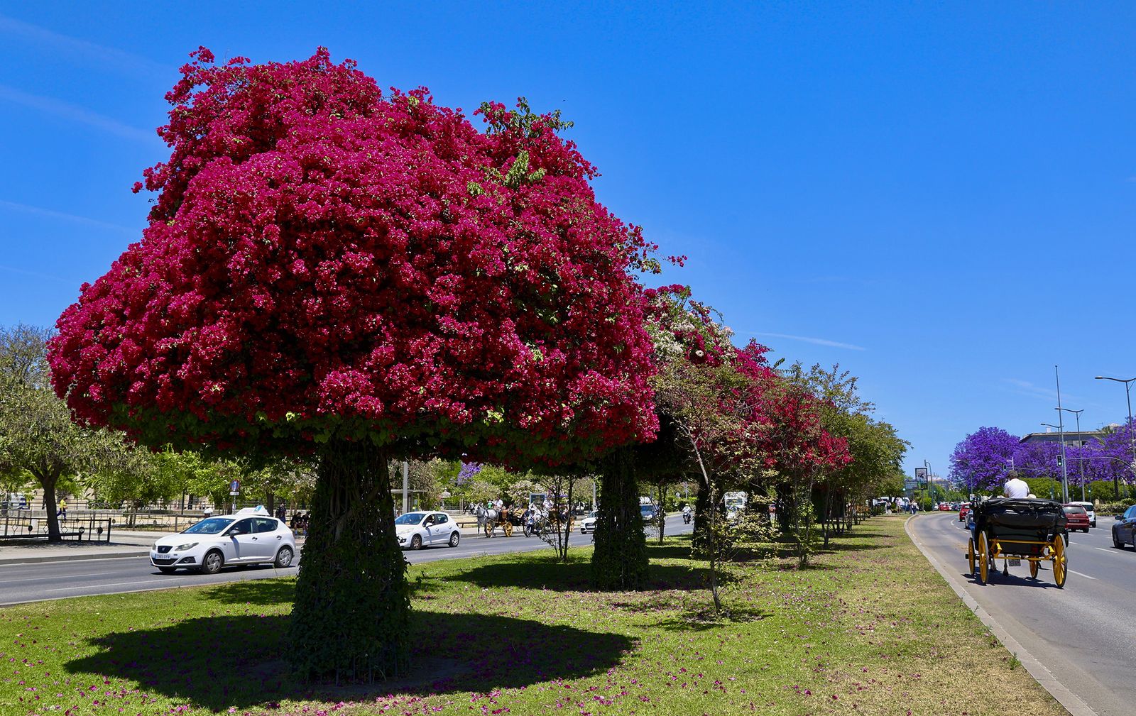 La buganvilla, la otra flor de Sevilla