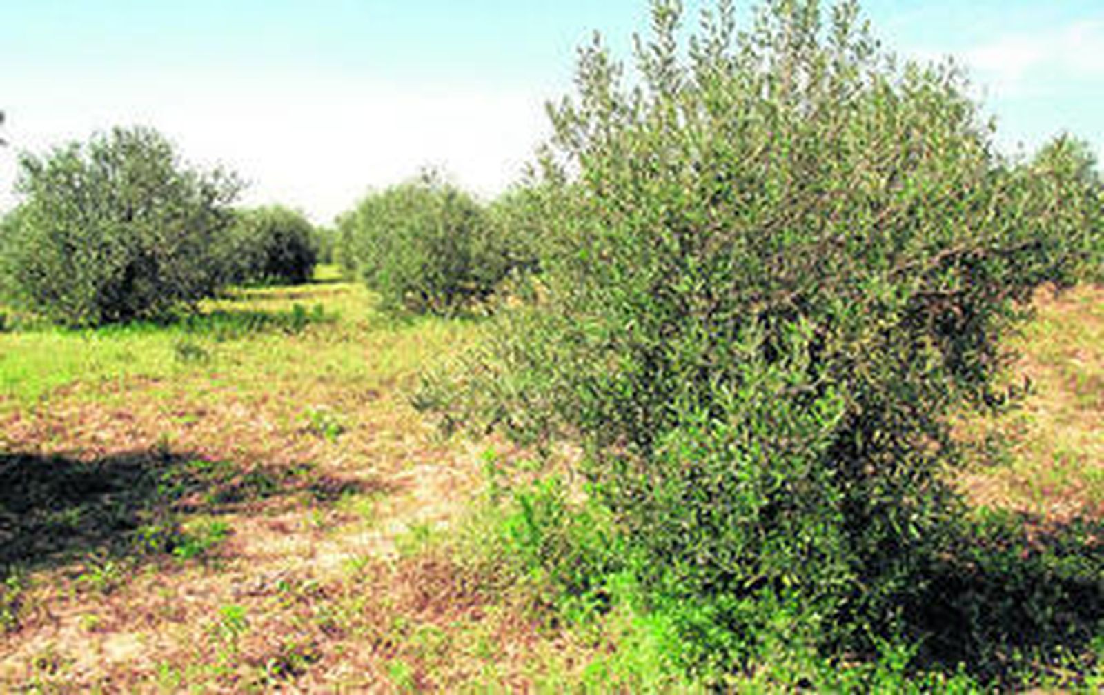 El nuevo aceite de la Almazara de Lubrín se elaborará a base de variedad Picual.