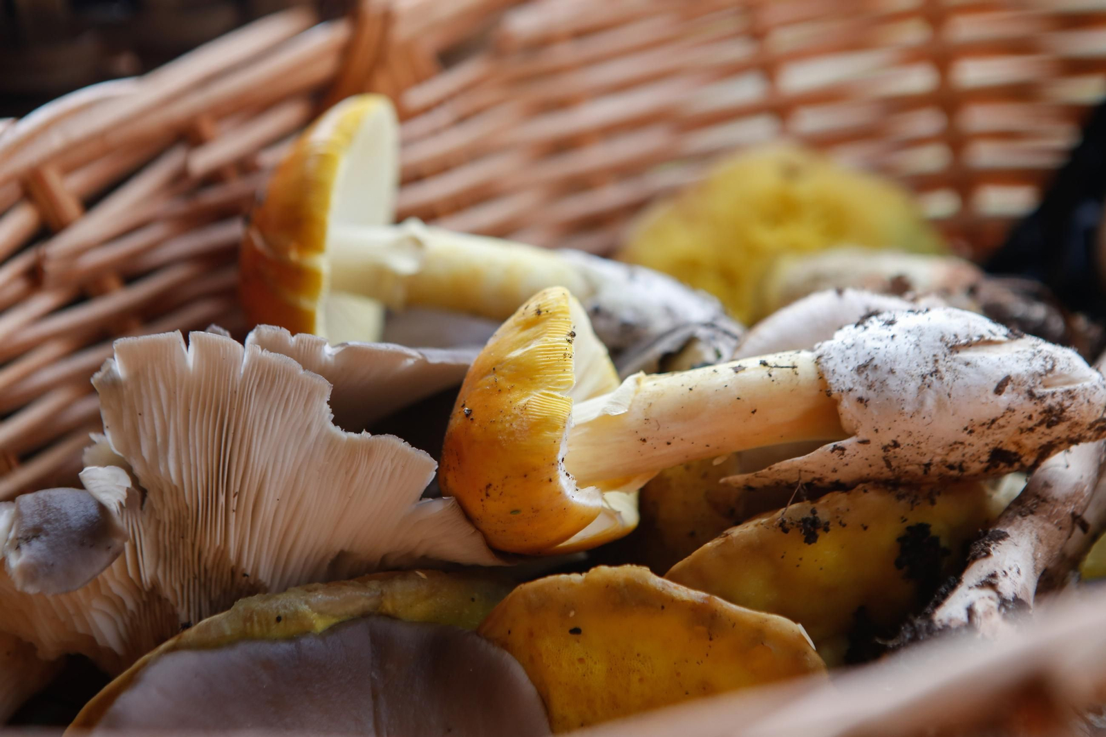 Setas recogidas durante las XII Jornadas Micológicas del Estrecho en Los Barrios.
