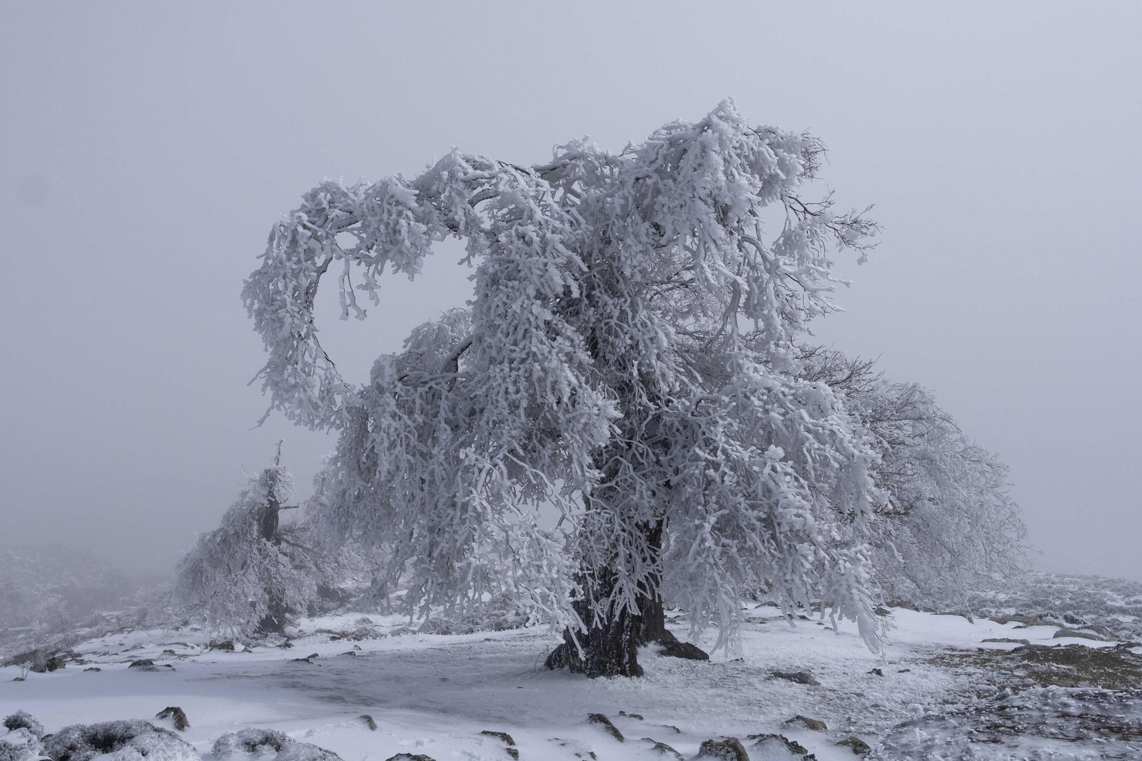 Nevada en la Sierra de las Nieves, en fotos