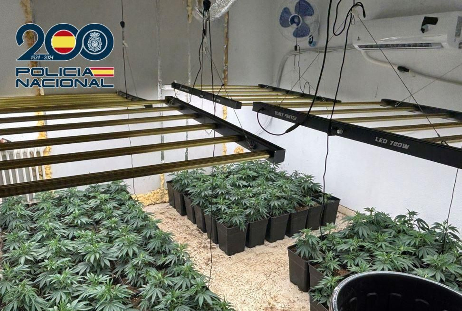 Imagen de la plantación descubierta y desmantelada por la Policía
