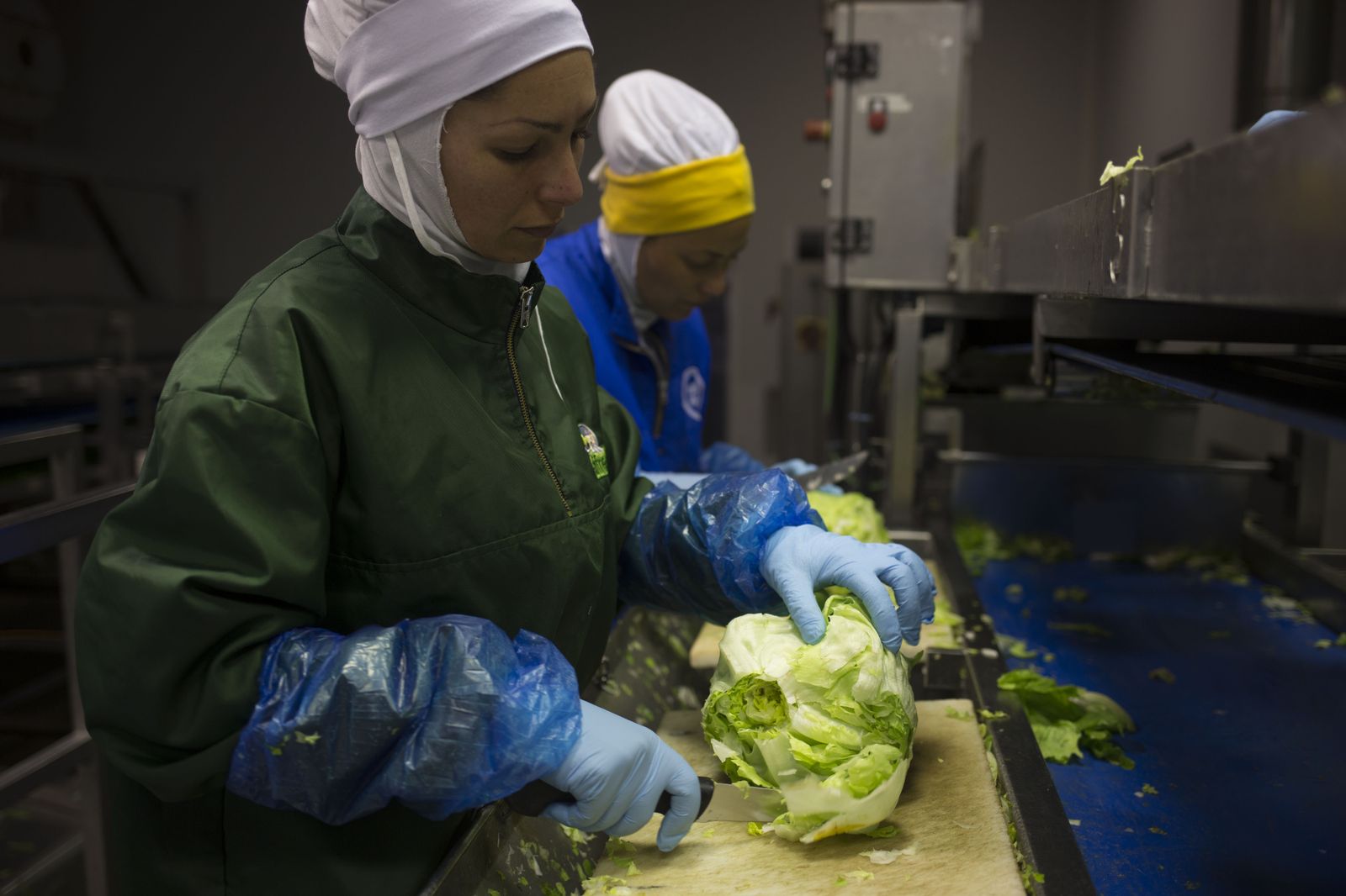 Trabajo de saneamiento manual de lechugas