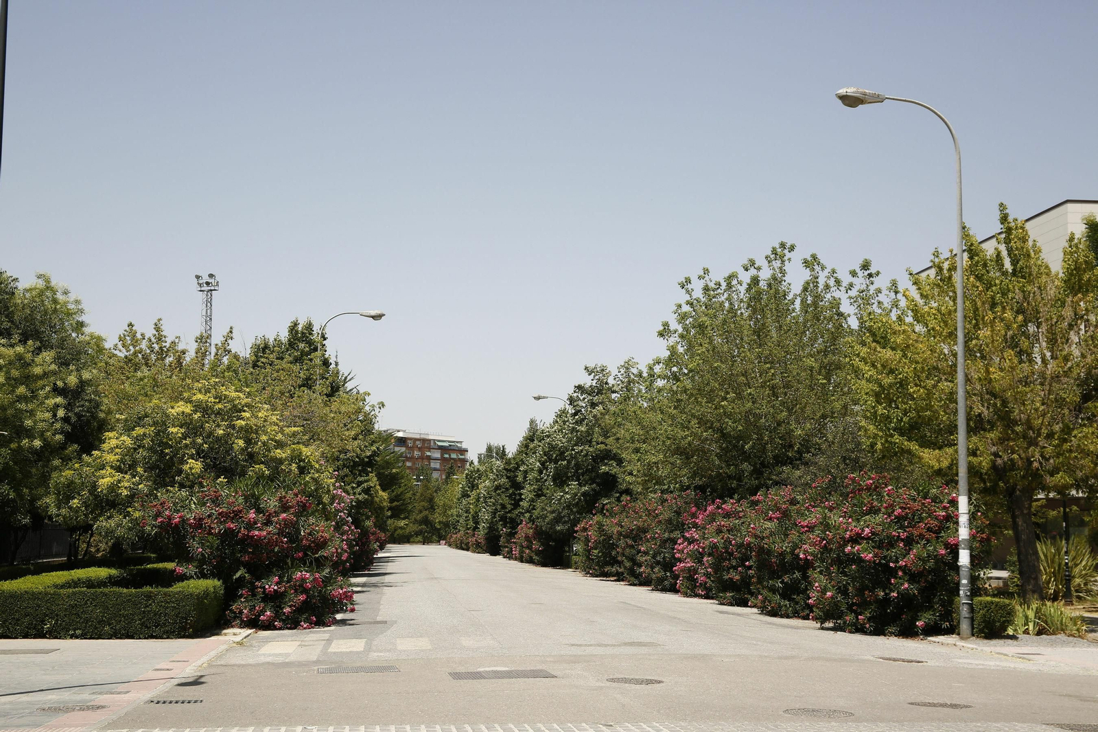 El Paseo Profesor Juan Ossorio sufrirá un radical cambio de imagen