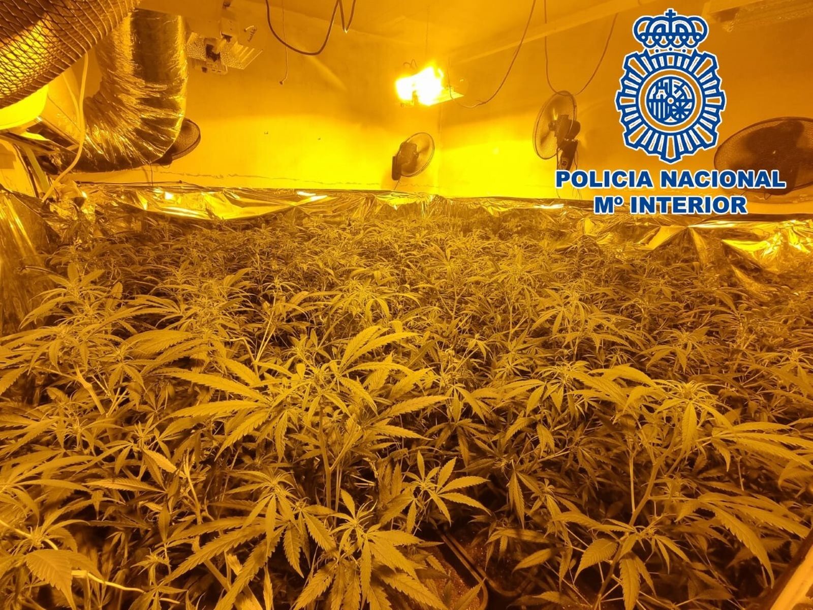 Algunas de las plantas intervenidas.