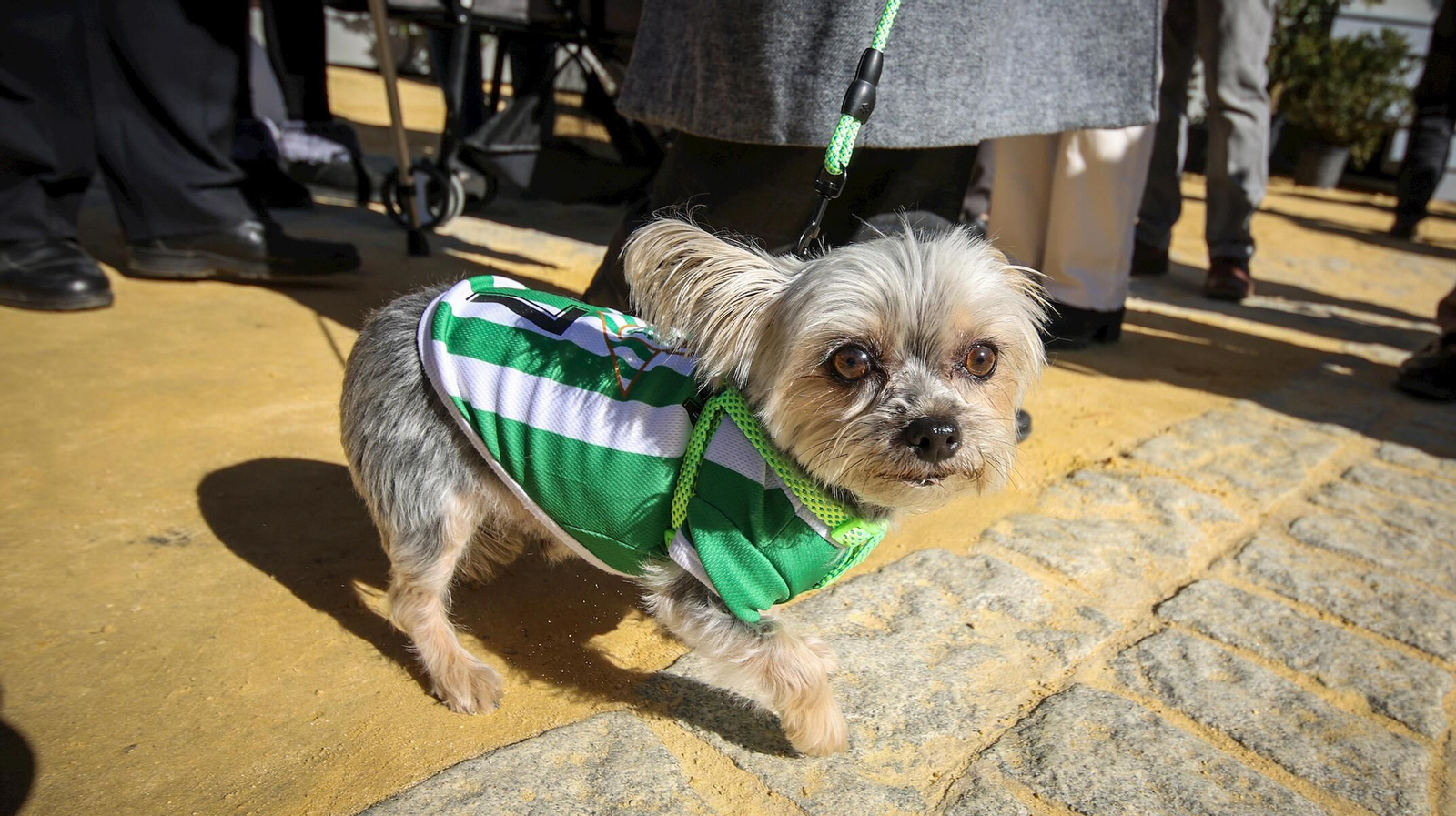 Un cachorro en la pasada fiesta de San Antón
