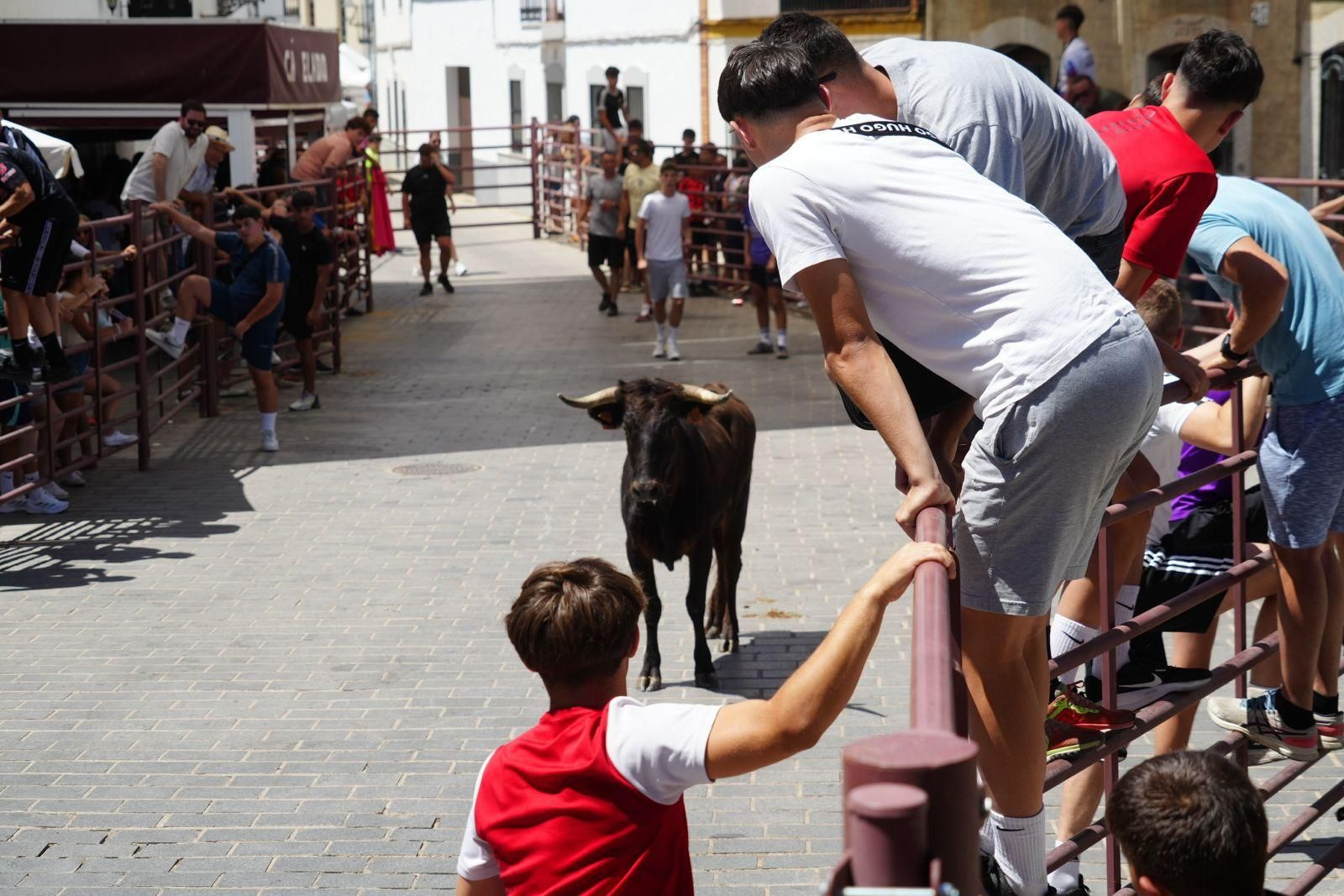 Suelta de vaquillas en Alcaracejos.