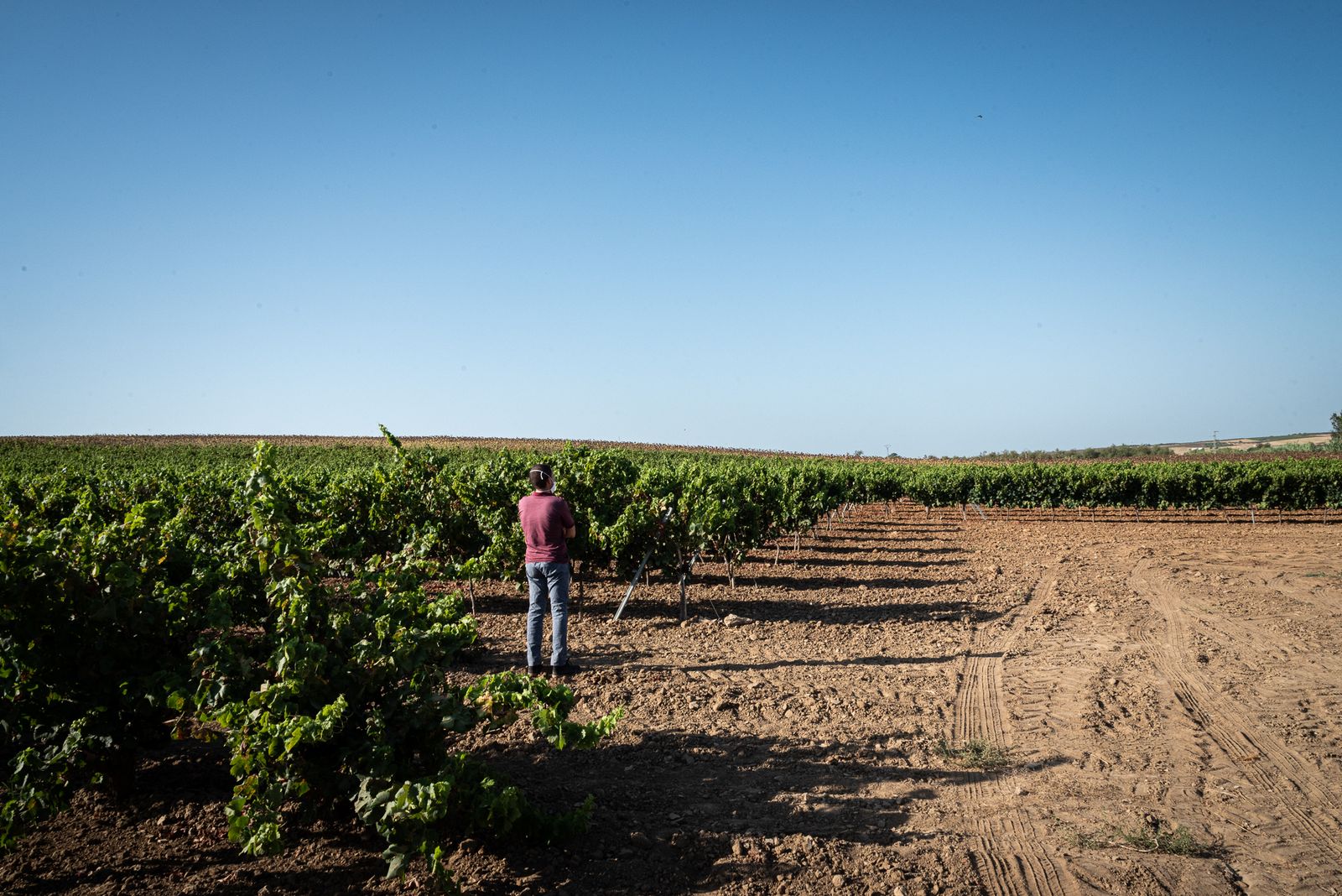 Imágenes de los estragos del parásito mildiu en los viñedos del Condado