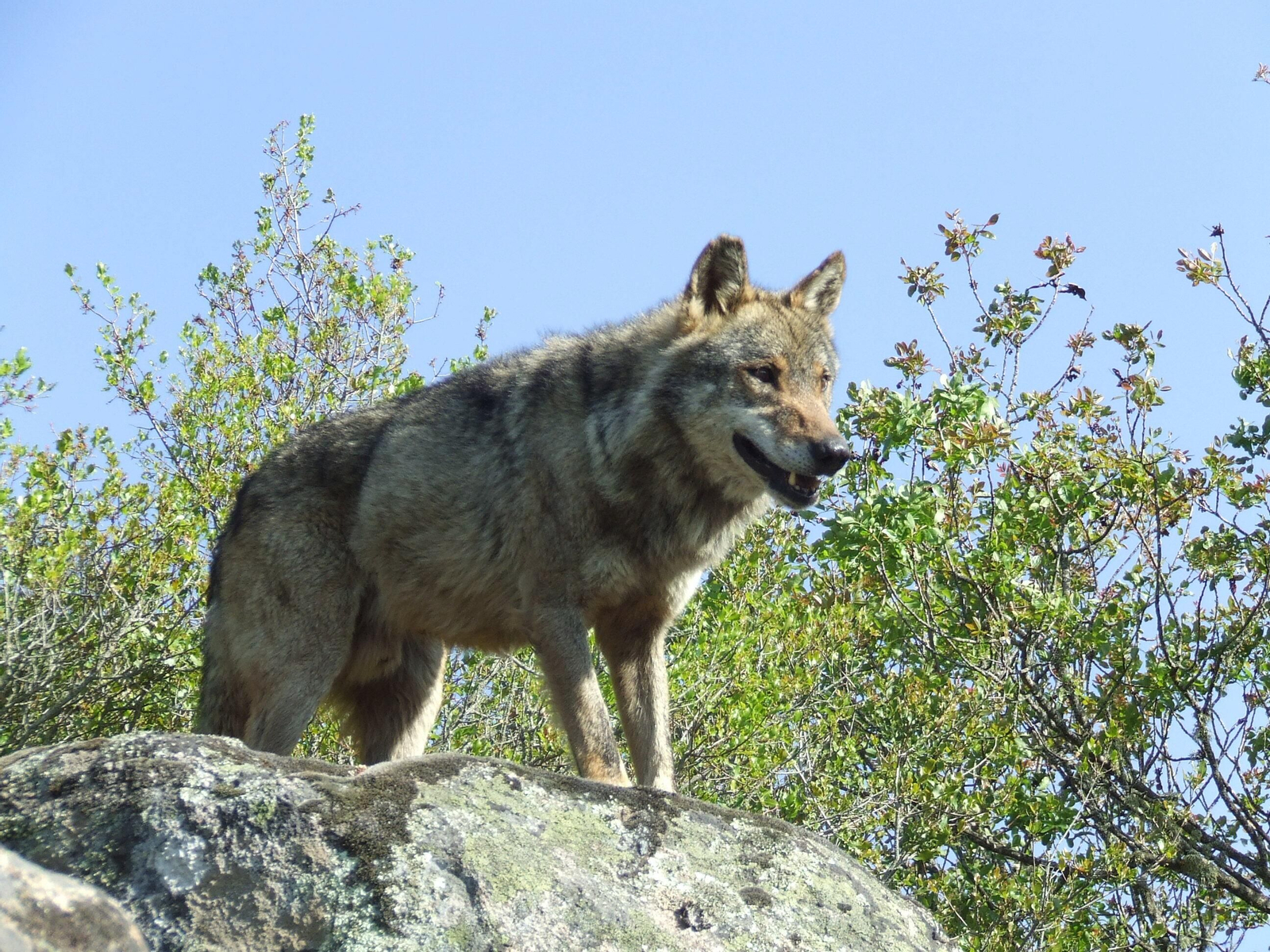 Con el blindaje del lobo se prevé que se aumenten los ataques al ganado y las pérdidas en el sector Con el blindaje del lobo se prevé que se aumenten los ataques al ganado y las pérdidas en el sector