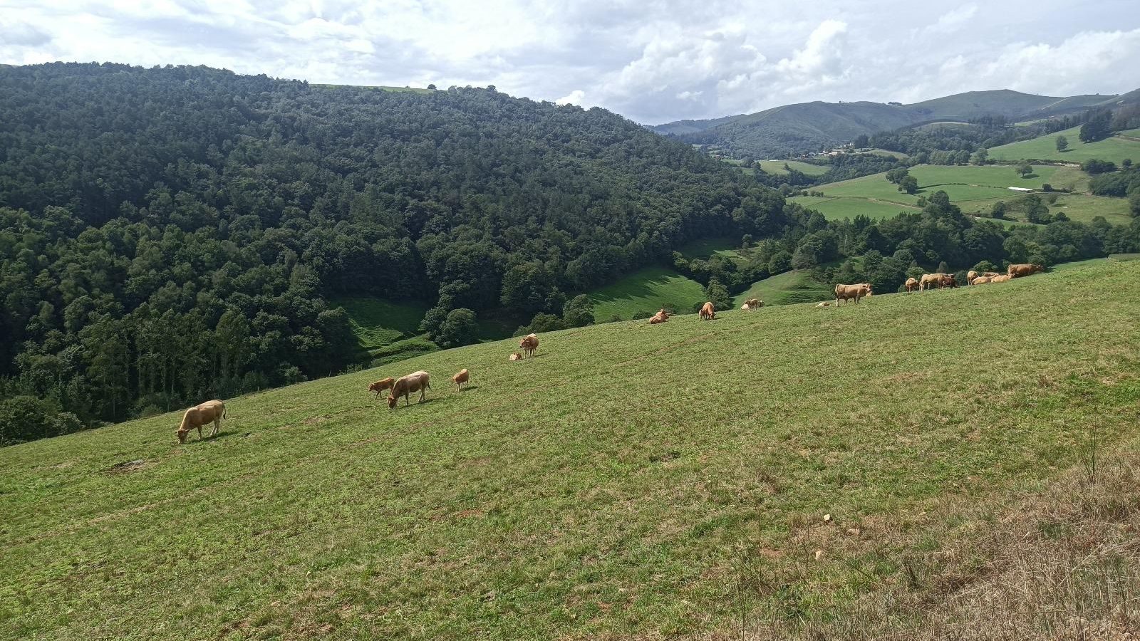 El tramo final camino sobre el valle del Río la Mortera.