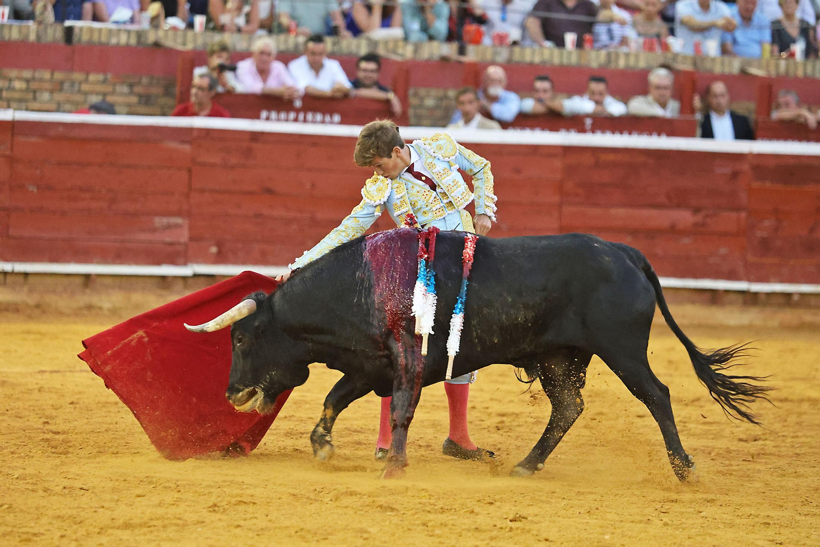Toros La Merced 2024 Novillada con picadores(