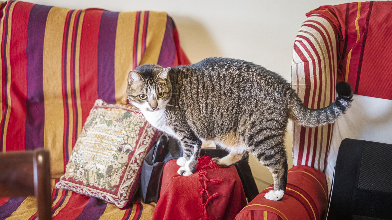 Interior de la casa en José del Toro