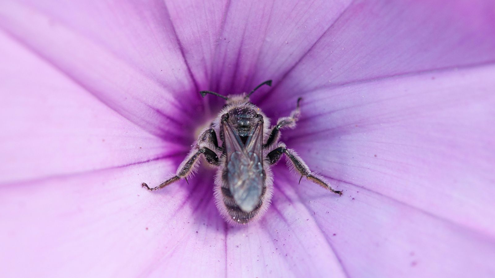 Andalucía posee una rica diversidad de especies de abejas, rozando las 600 diferentes.
