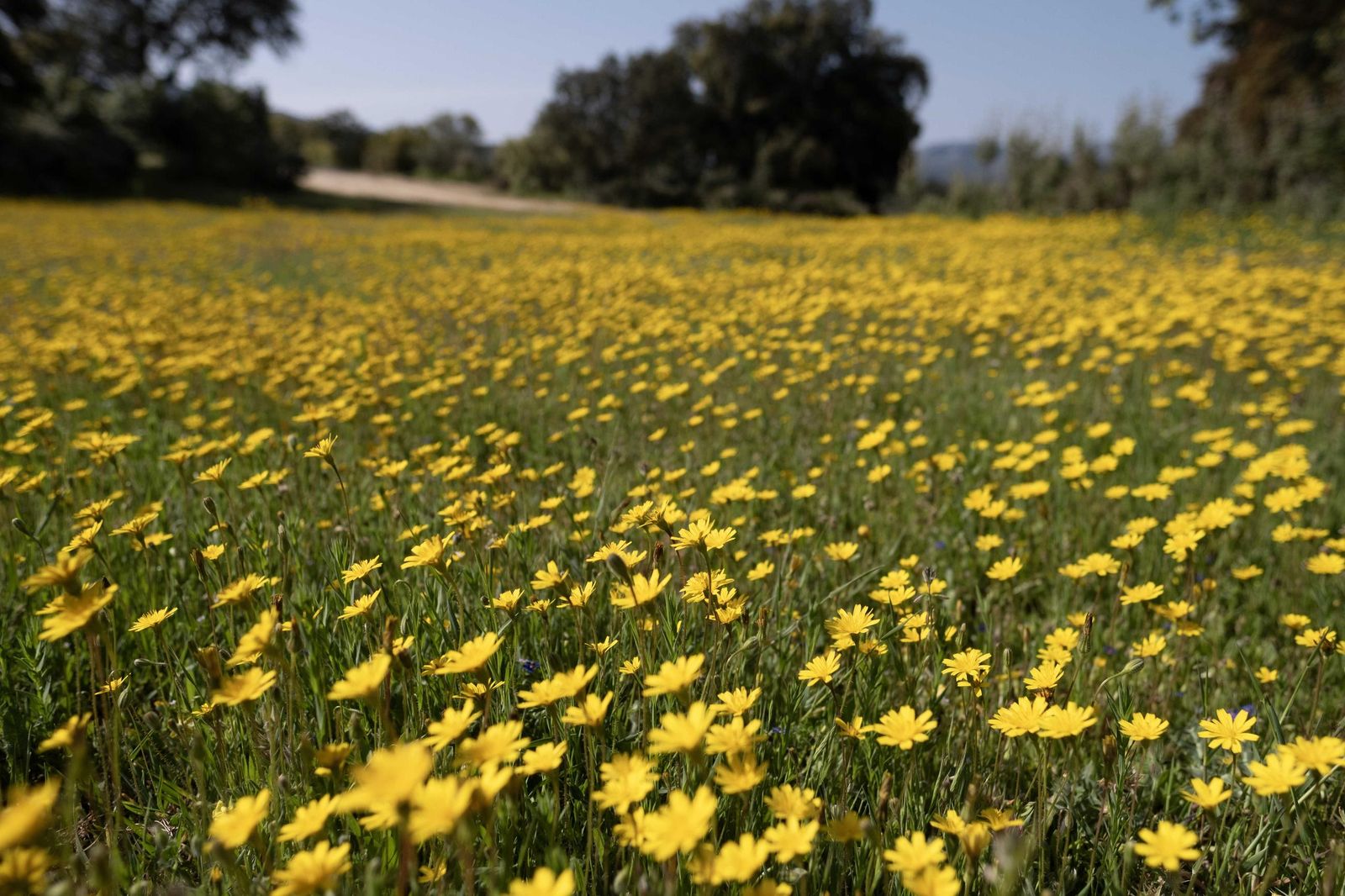 Primavera en la Serranía de Ronda, en imágenes.