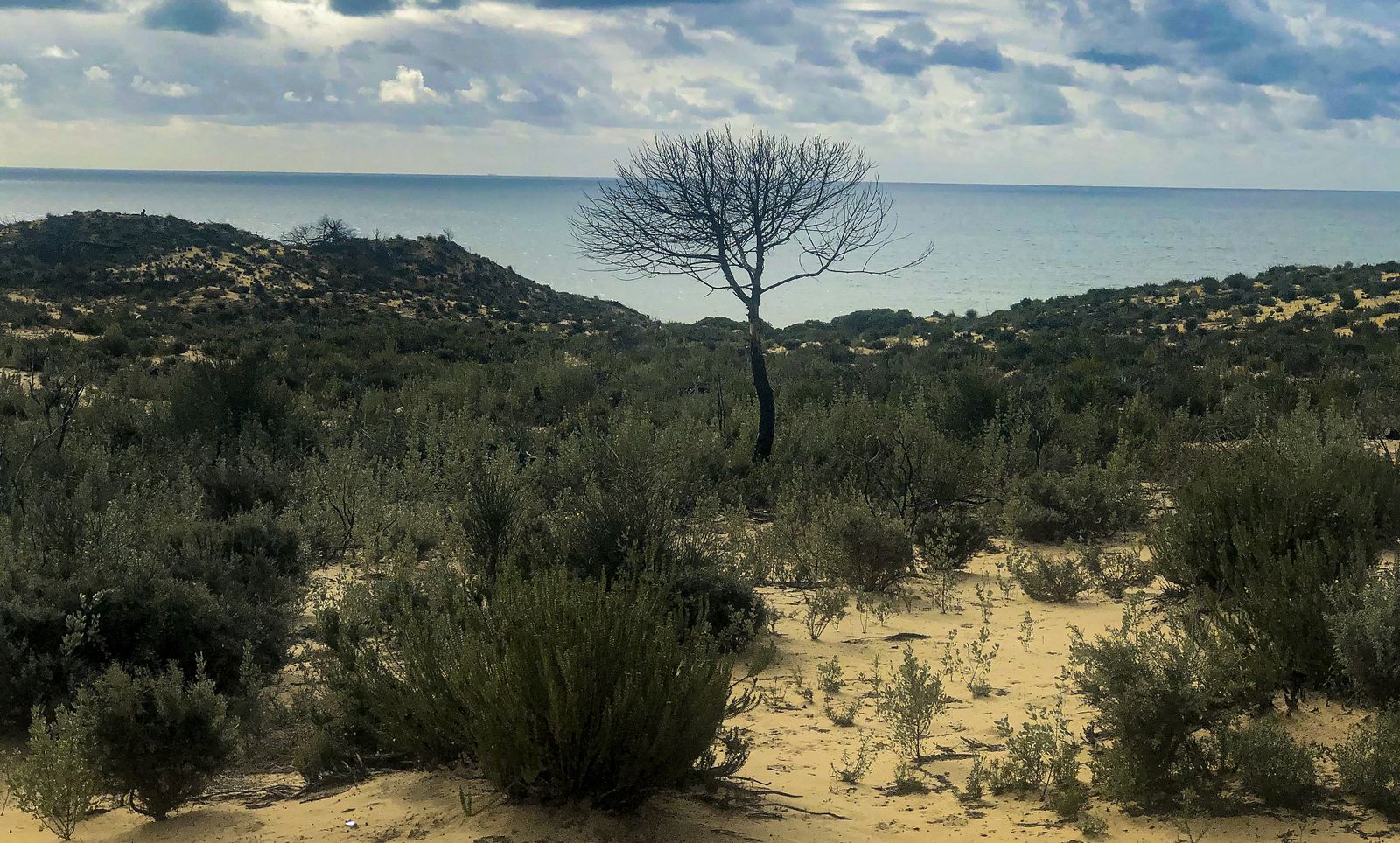 El resurgir de Doñana: tres años después del incendio