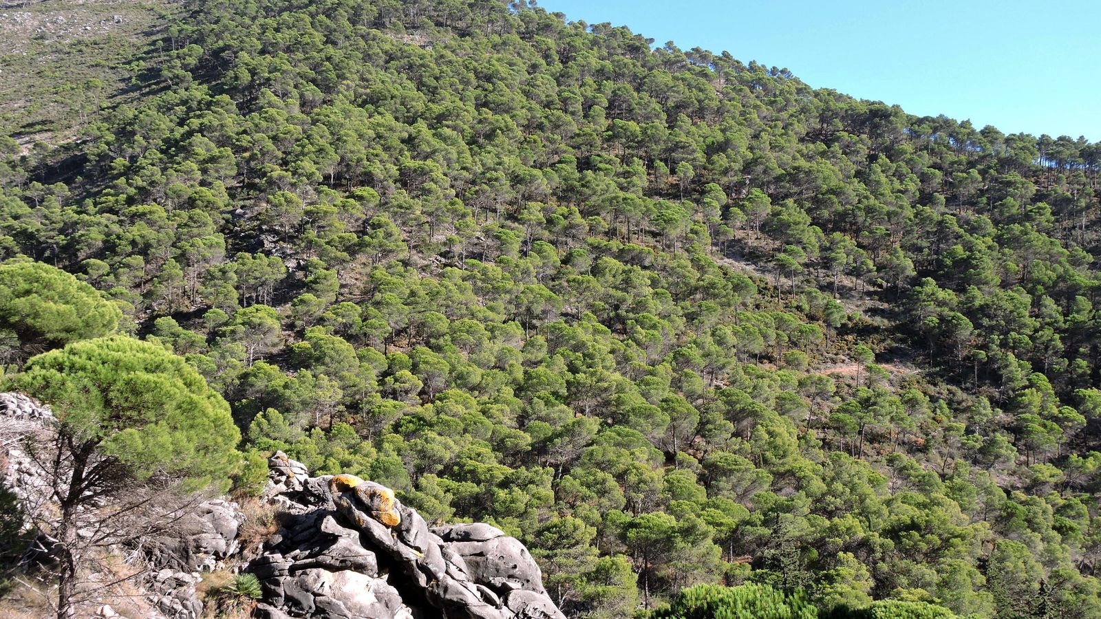 En algunos lugares el bosque de pinos tiene una alta densidad y grandes árboles. En algunos lugares el bosque de pinos tiene una alta densidad y grandes árboles.