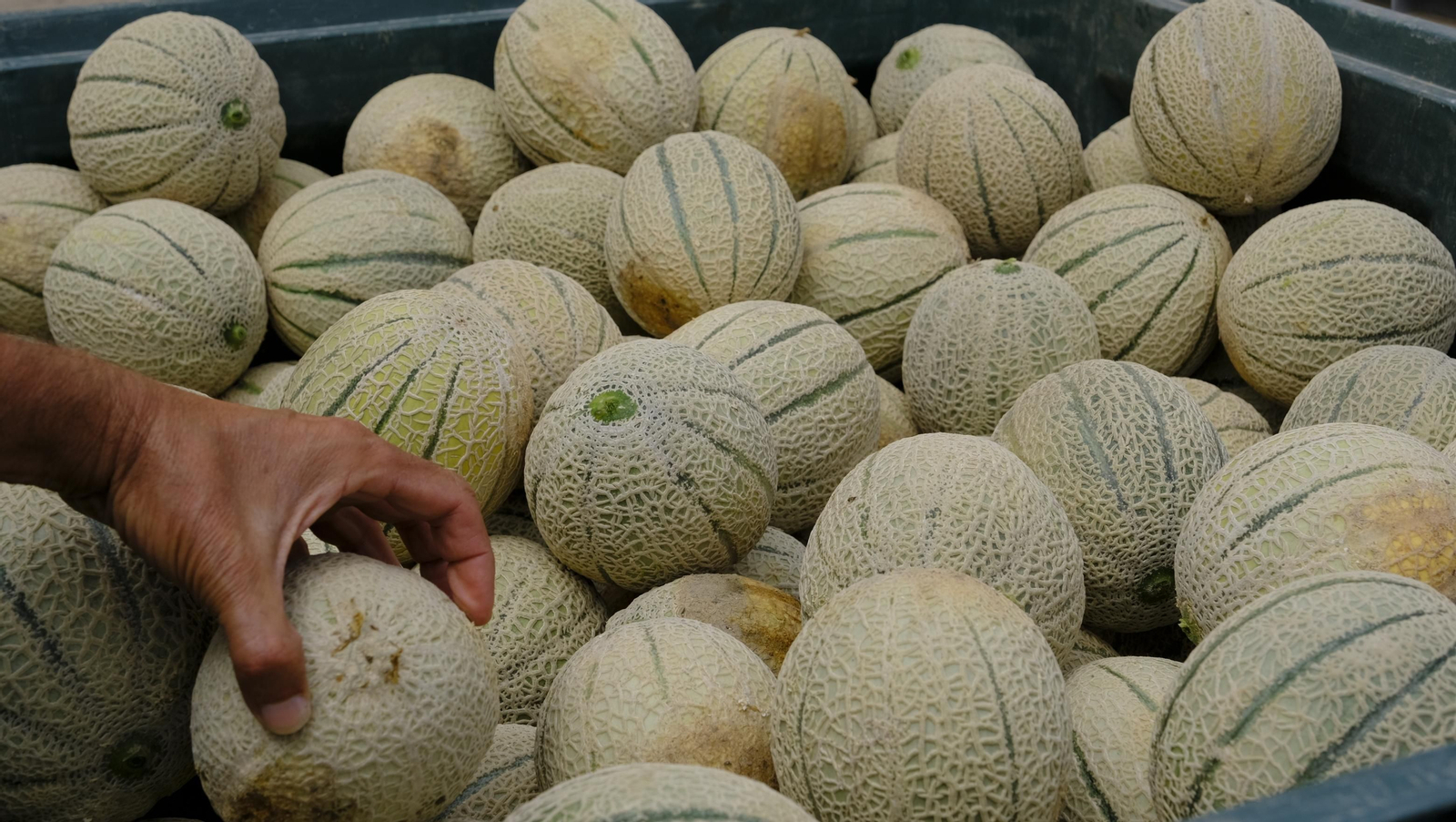 La sandía y el melón de Huércal Overa, manjares en imágenes