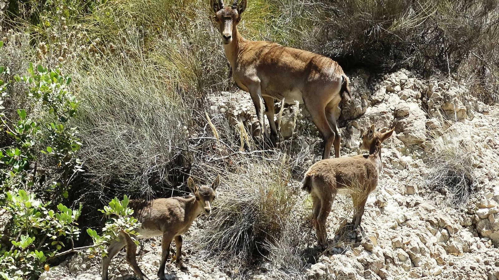 Hembra con dos crías en el Rio Alías.
