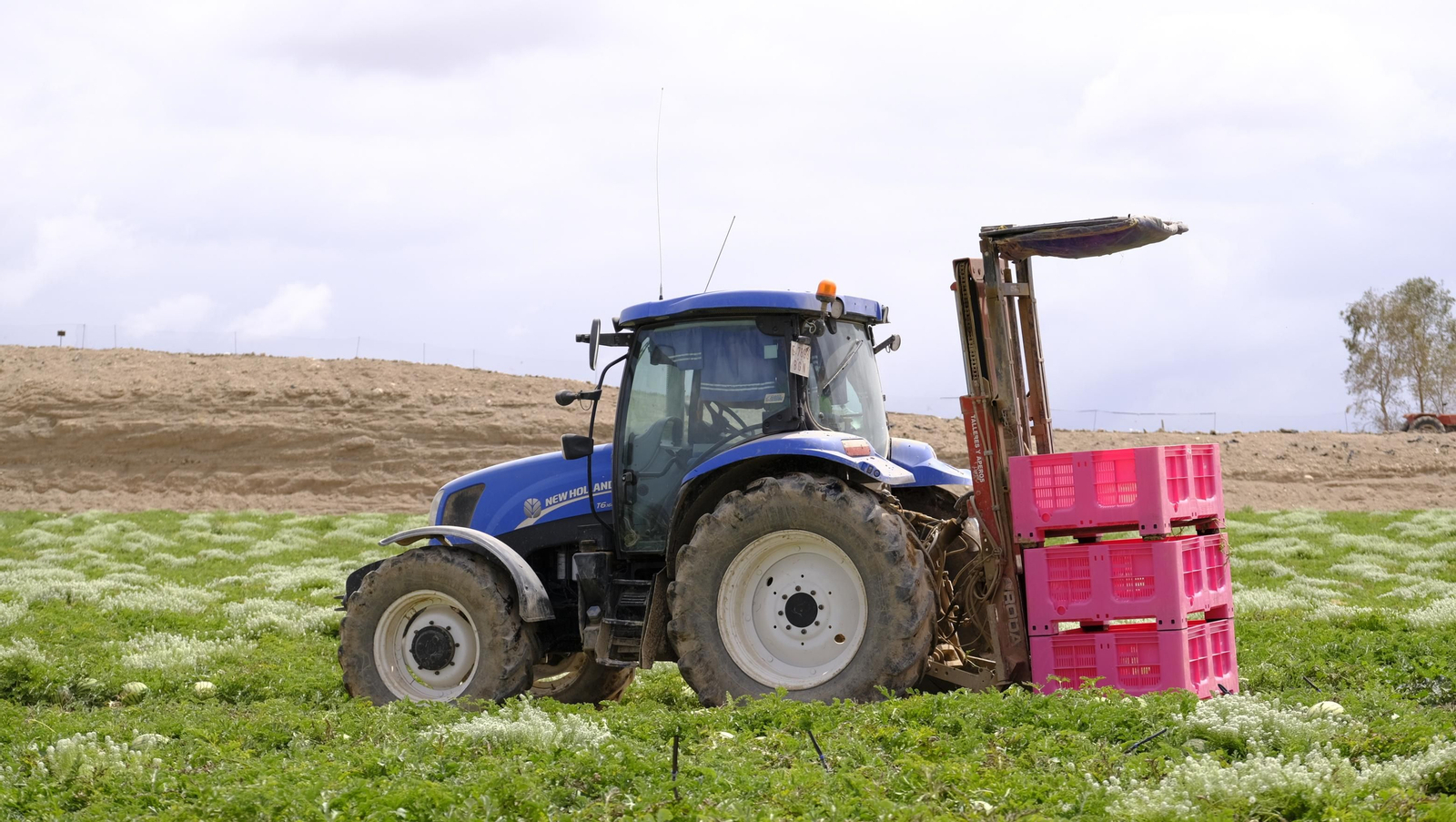 La sandía y el melón de Huércal Overa, manjares en imágenes
