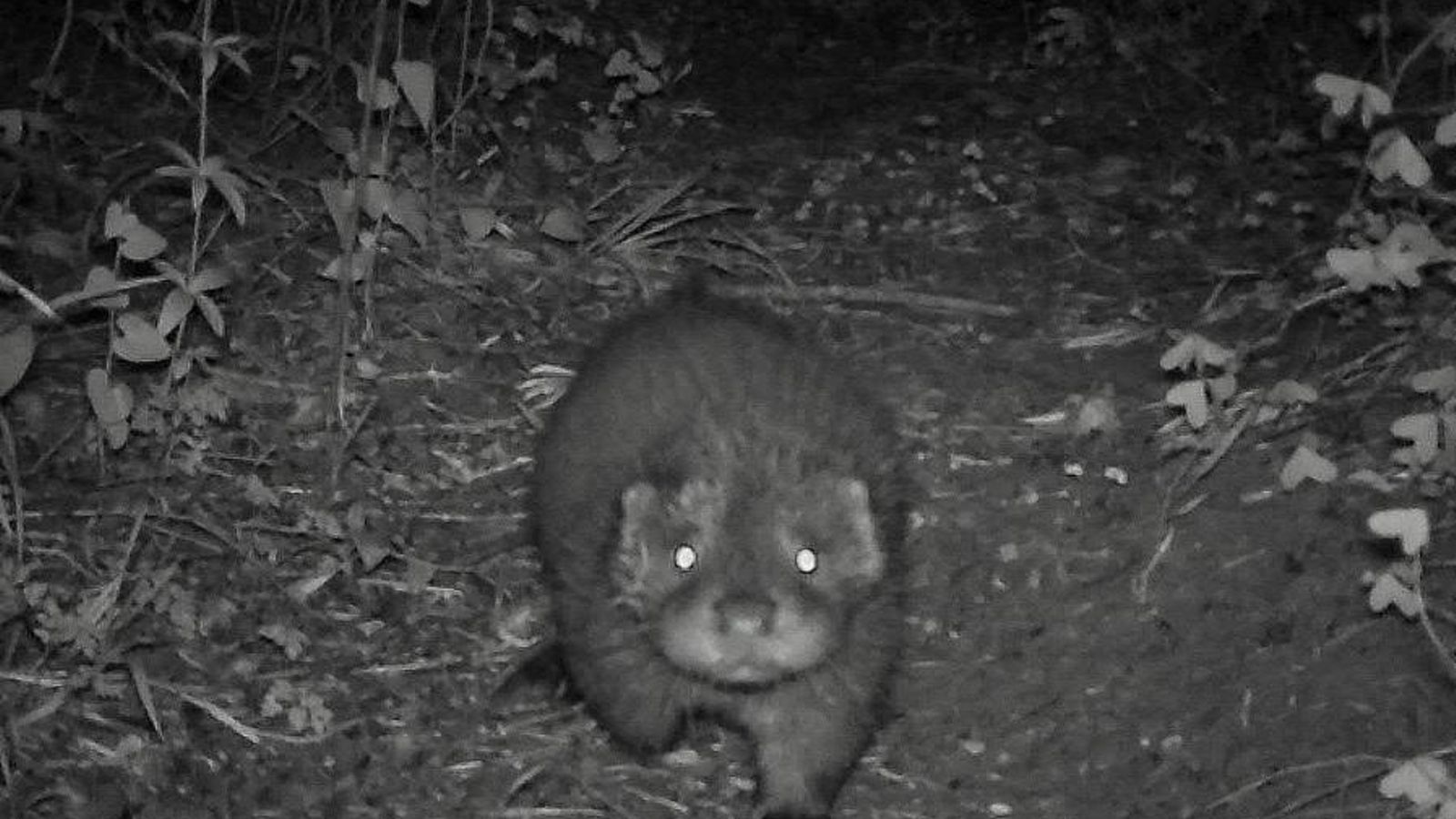 La cría de nutria, tomada por fototrampeo