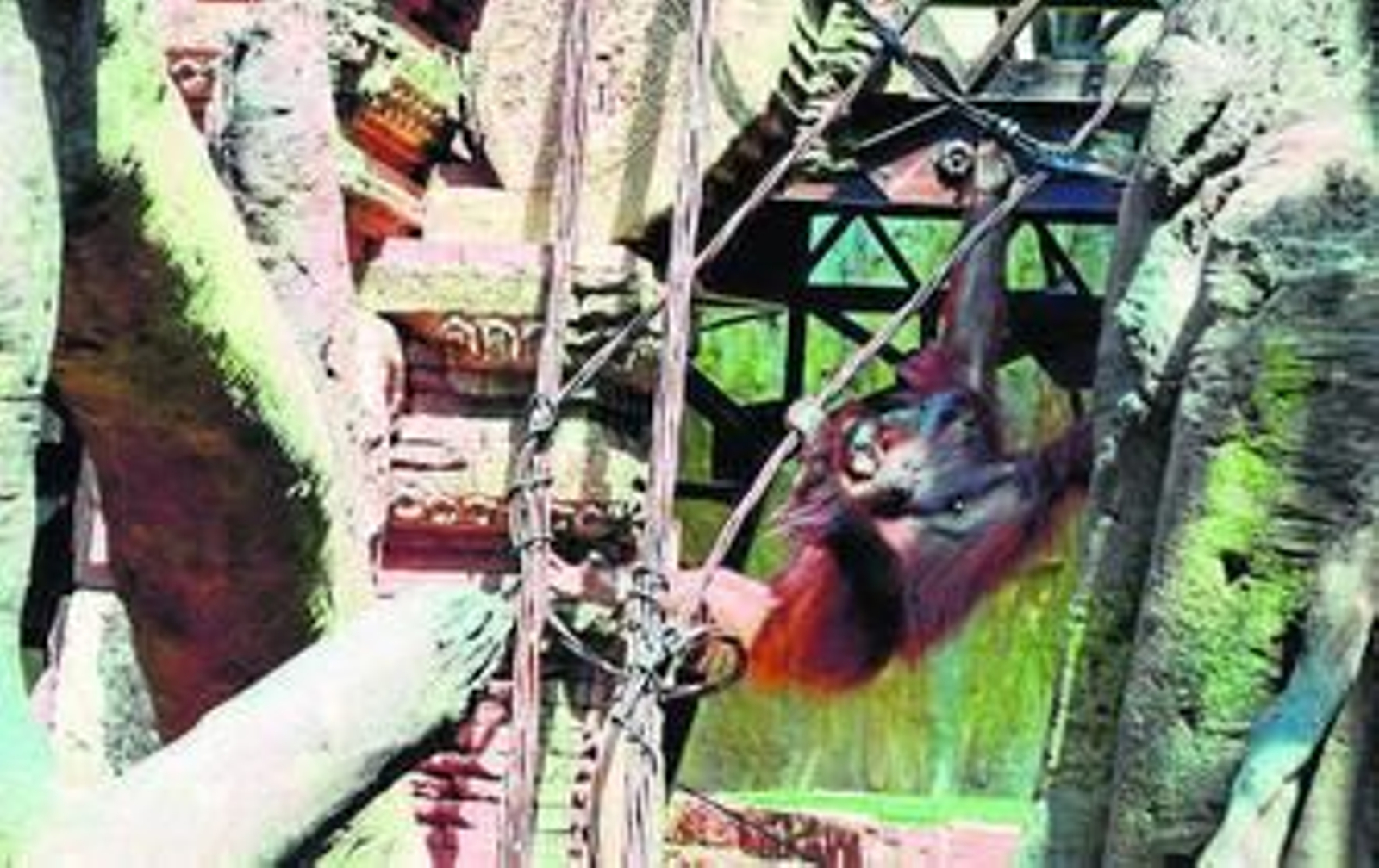 Madre e hija en su recinto del Bioparc.