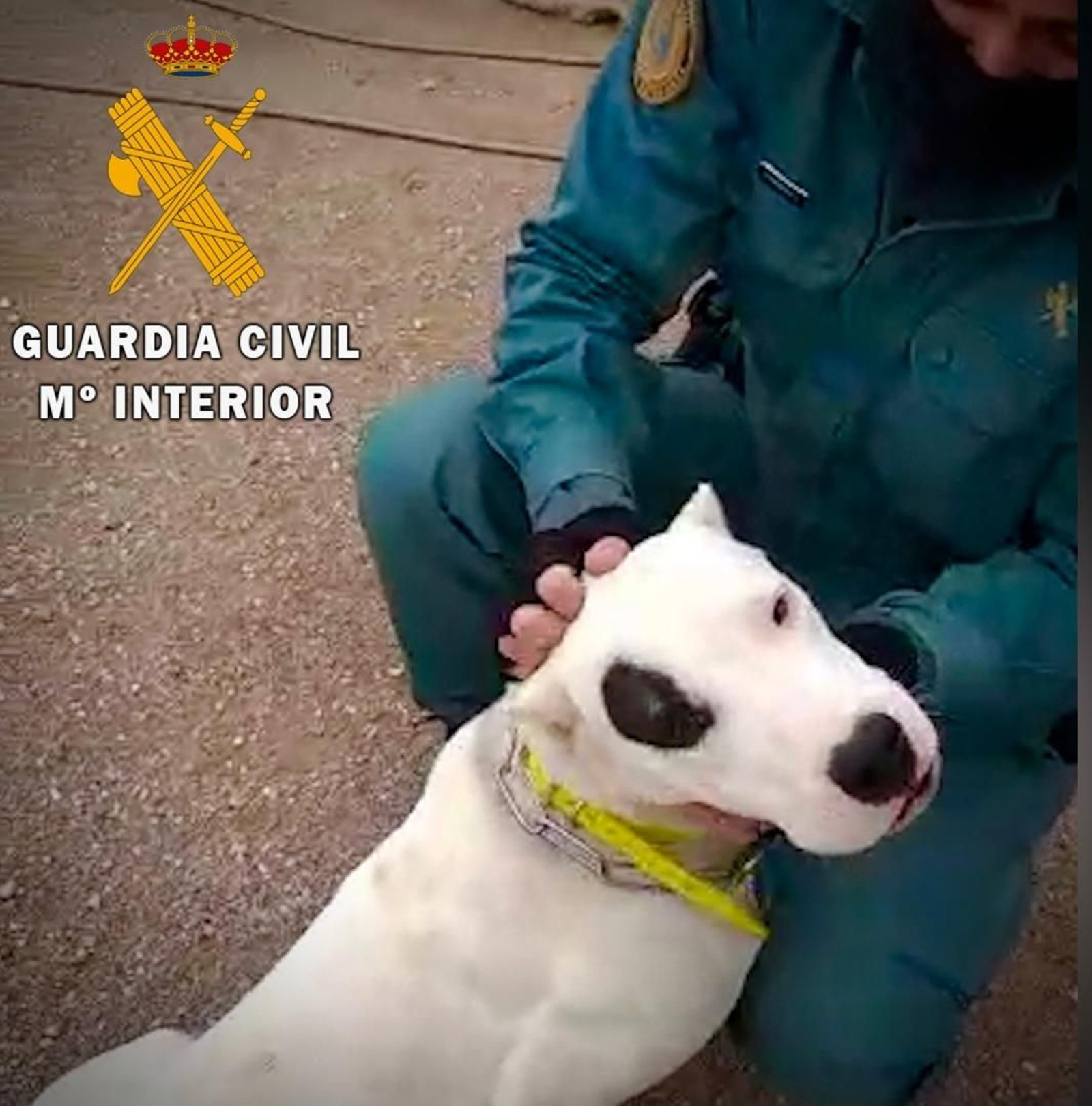 La Guardia Civil investiga en Níjar a una persona como autor de los delitos de maltrato animal e intrusismo profesional