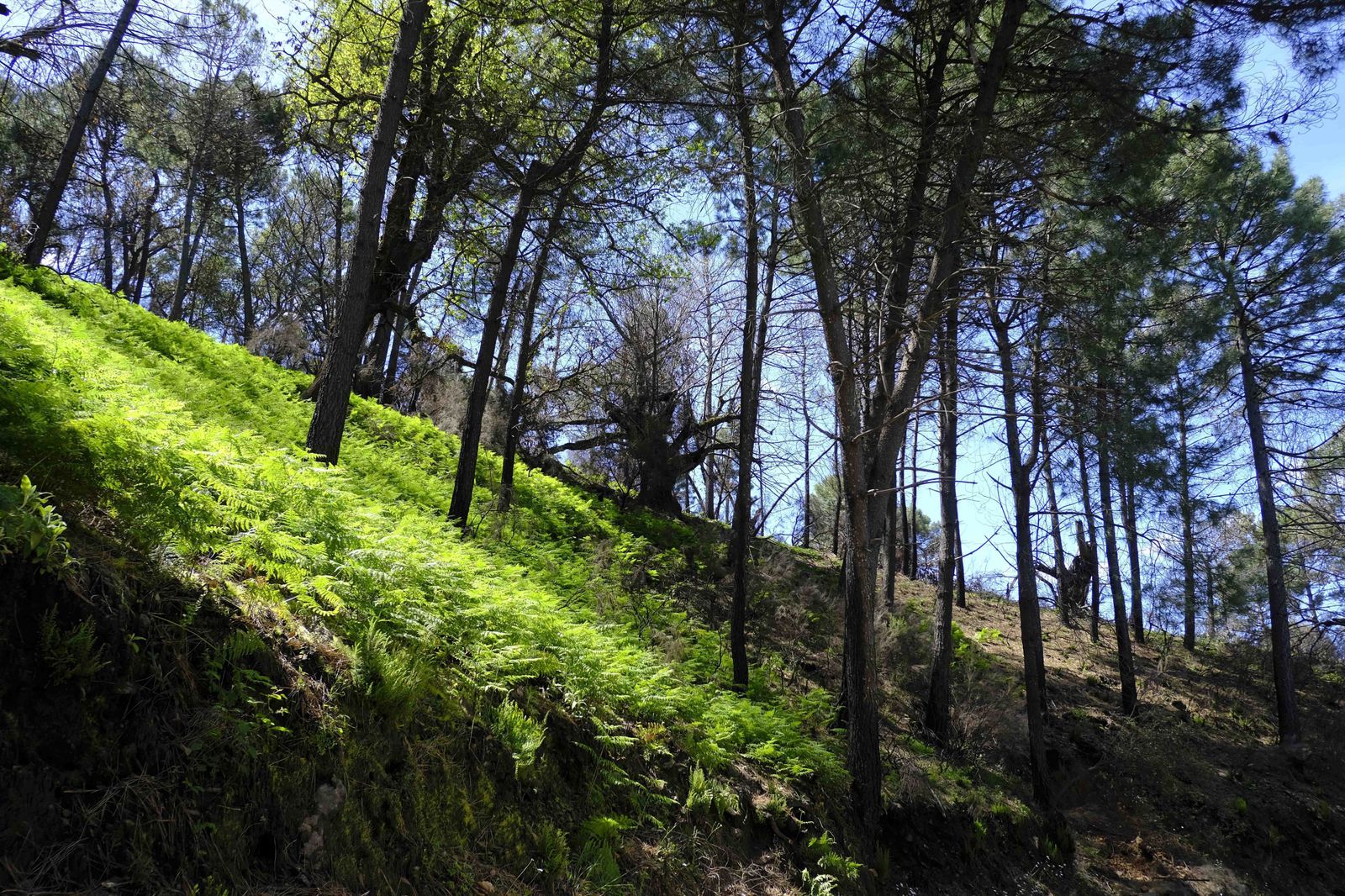 Helechos creciendo en una de las zonas afectadas por el incendio.
