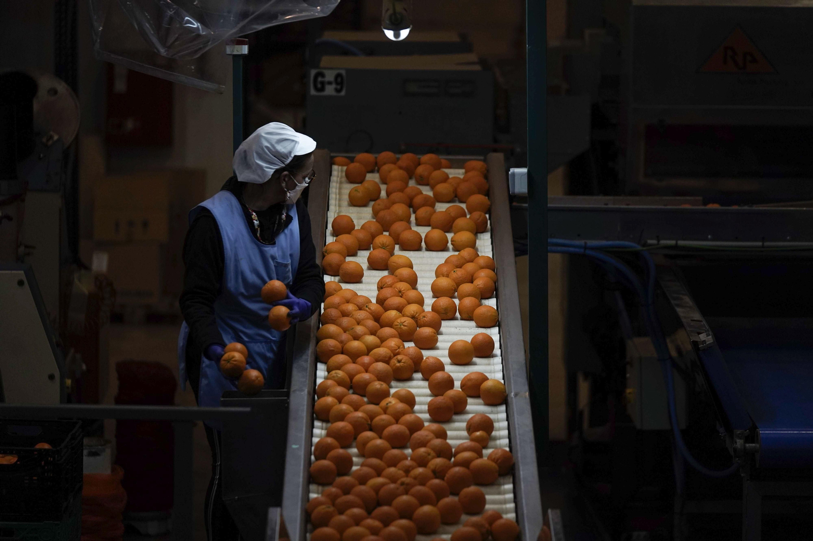 Procesado de naranjas en Palma del Río