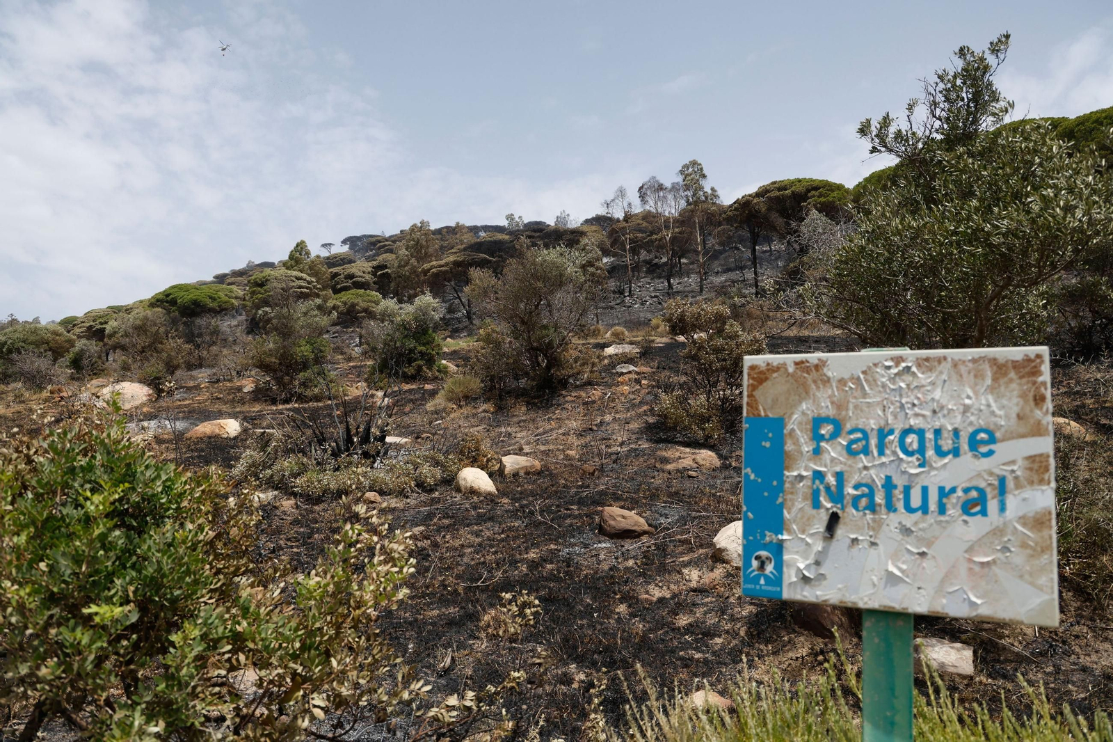 Zona quemada de Parque Natural en Tarifa.