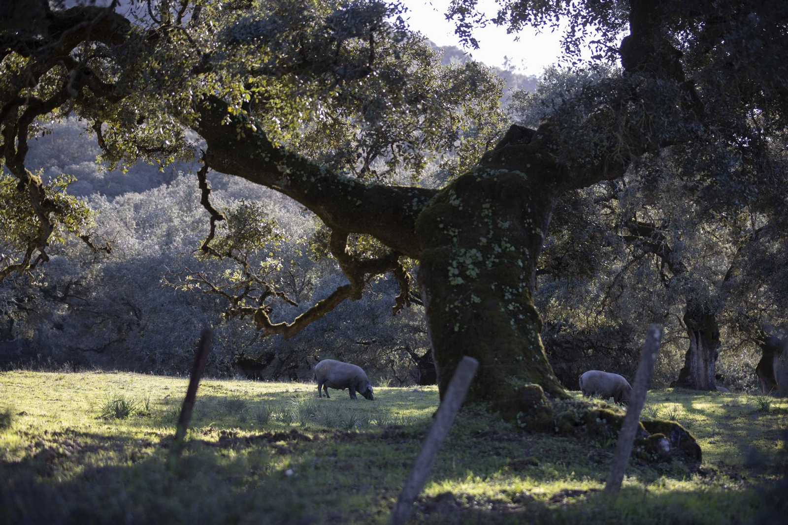 Imágenes de La Nava