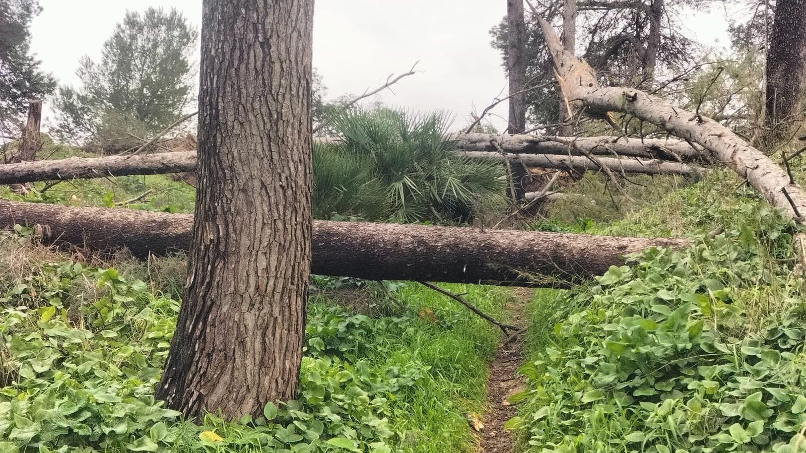 Árboles caídos durante el temporal en el parque de Estella.
