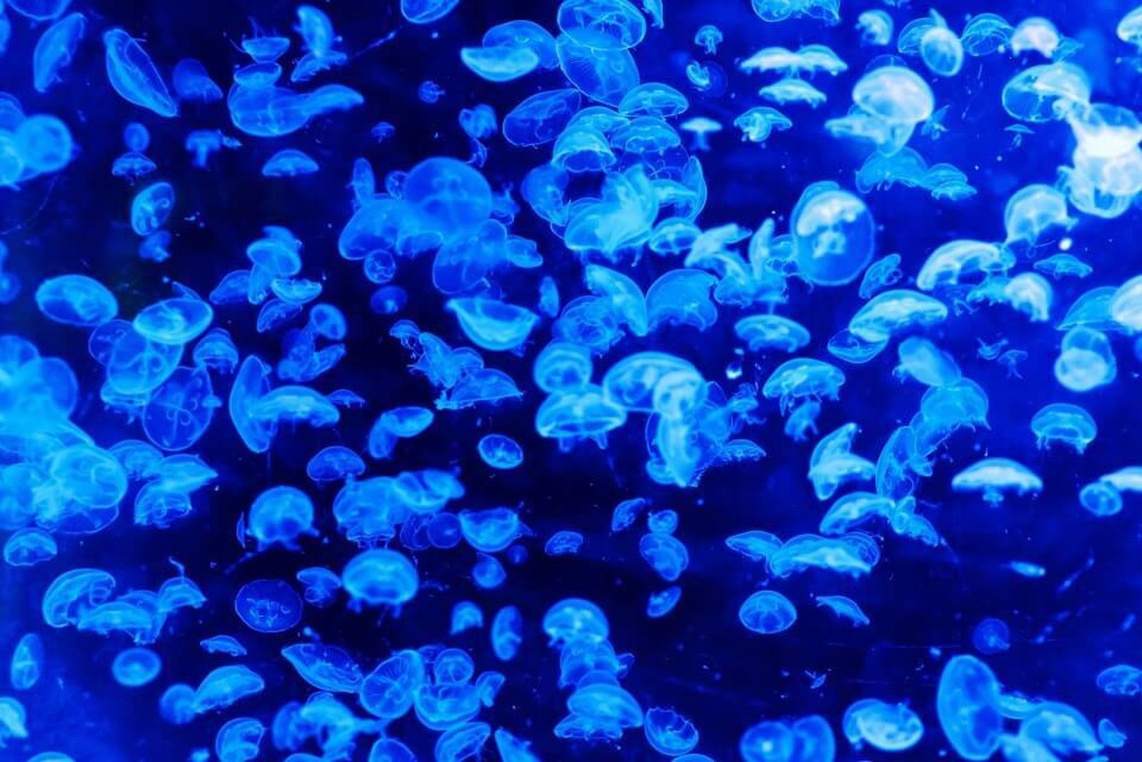 La bioluminiscencia evolucionó por primera vez en animales hace 540 millones de años