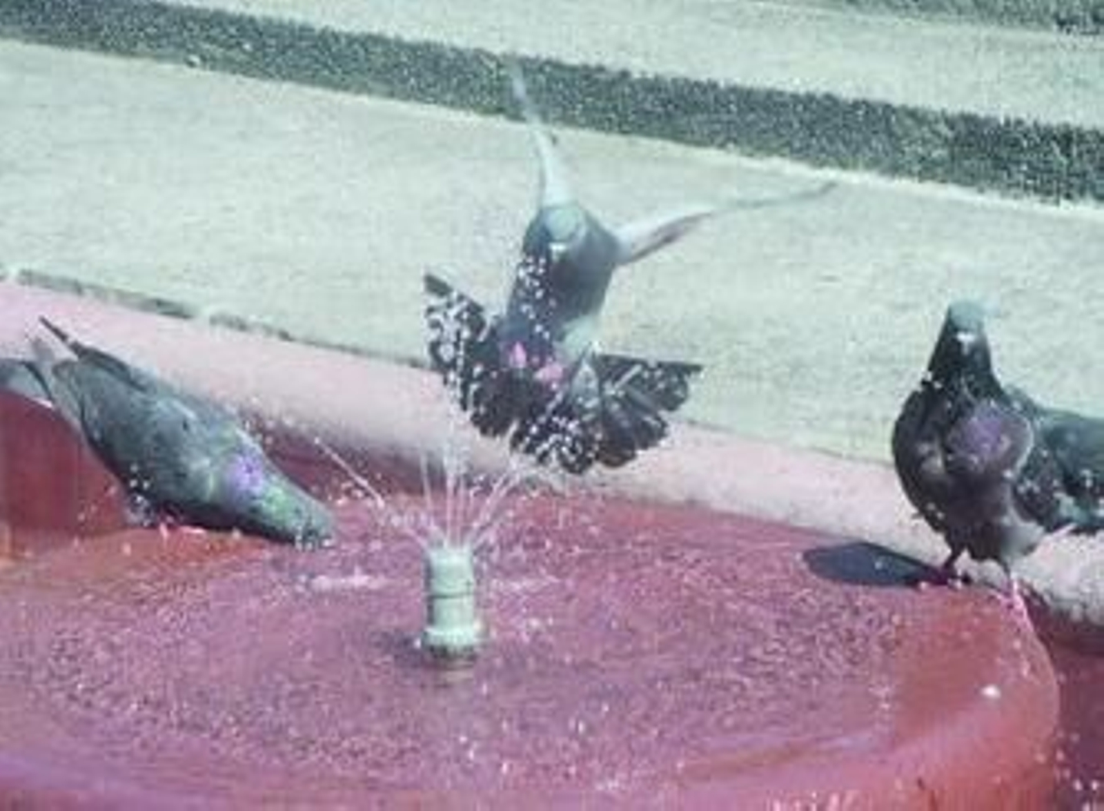 Un grupo de palomas bebe agua en una fuente roquetera.