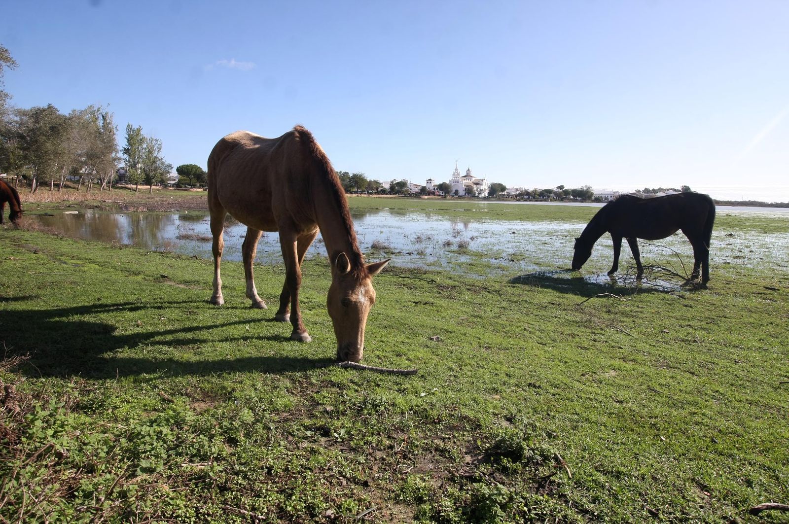 Imágenes de la marisma de El Rocío y de la laguna de El Portil tras las últimas lluvias