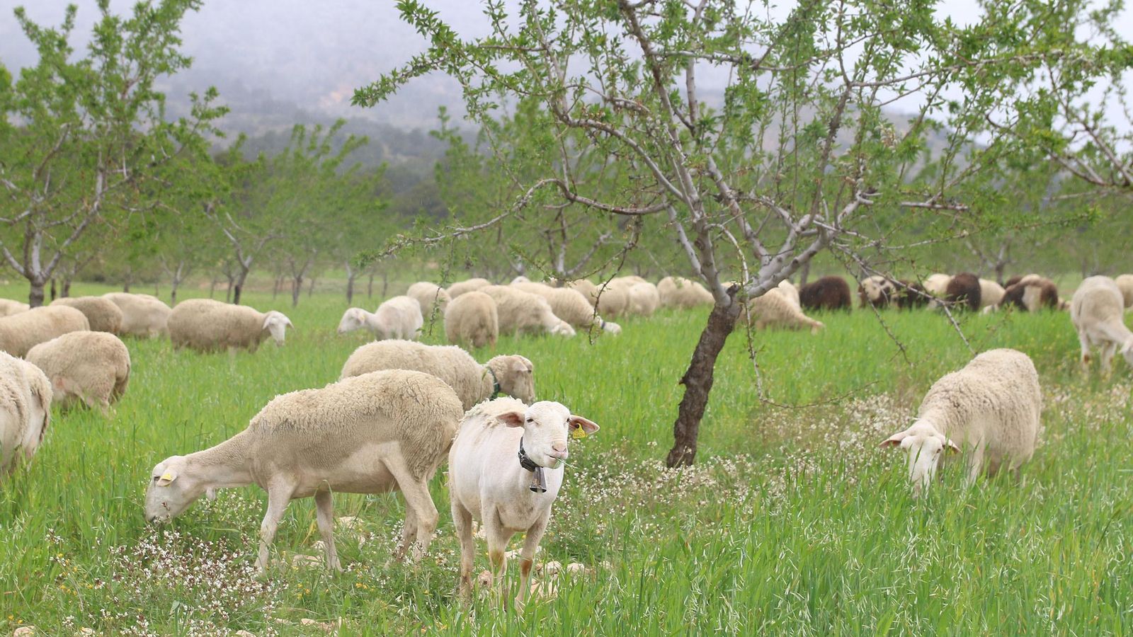 Imagen de archivo de un rebaño.
