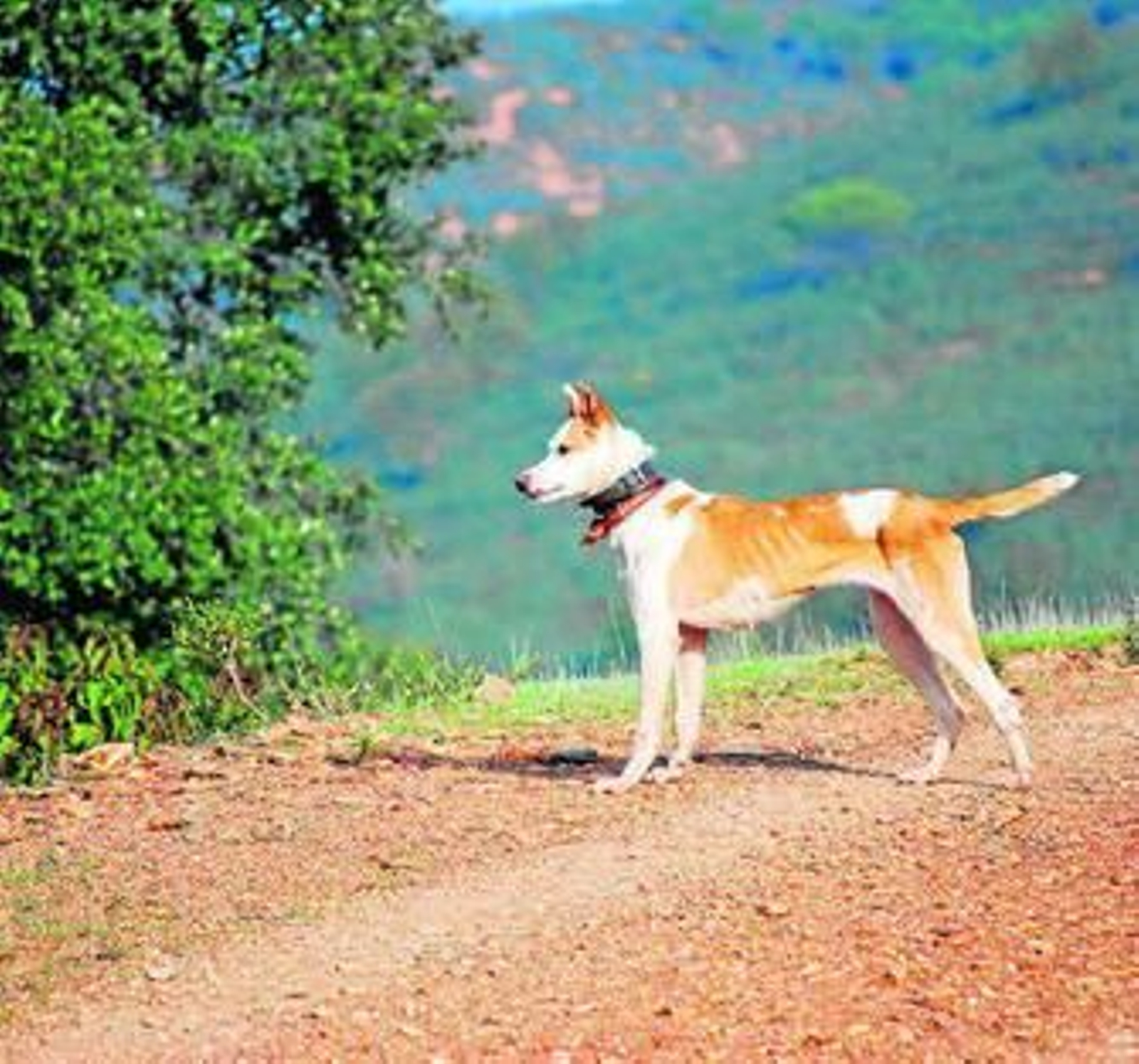 Un bello ejemplar de podenco paternino.