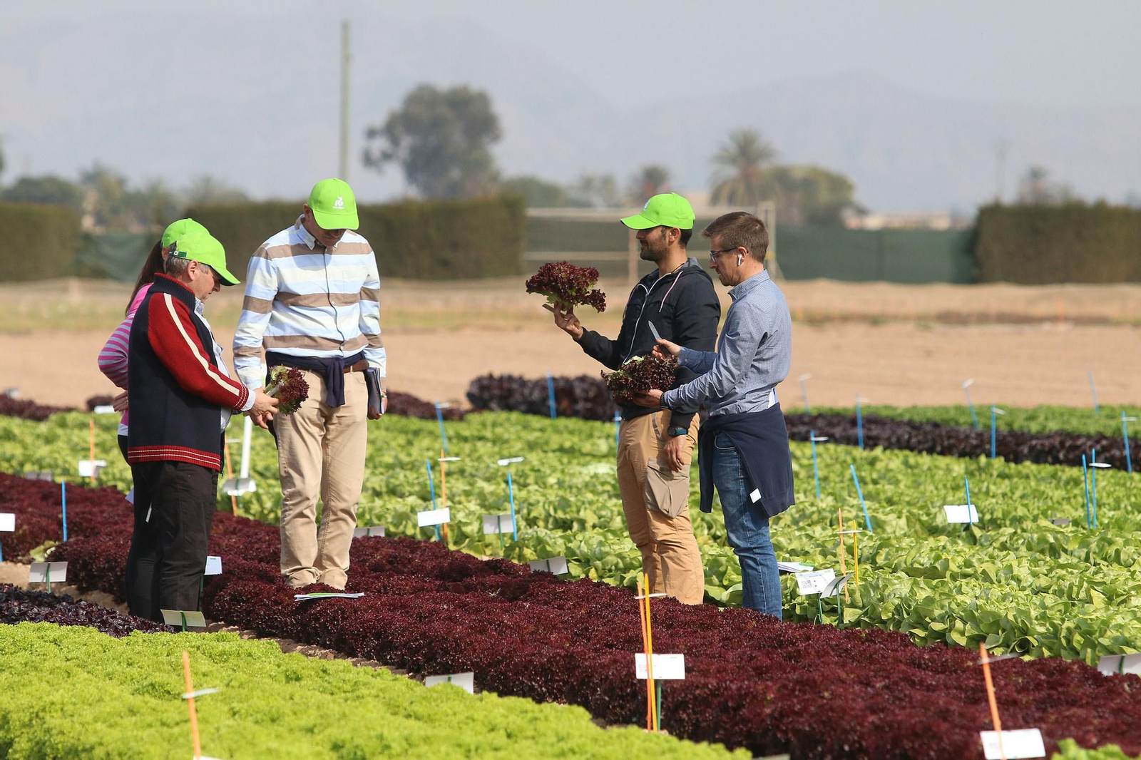 Fotogalería de las jornadas de puertas abiertas de Rijk Zwaan en Cartagena