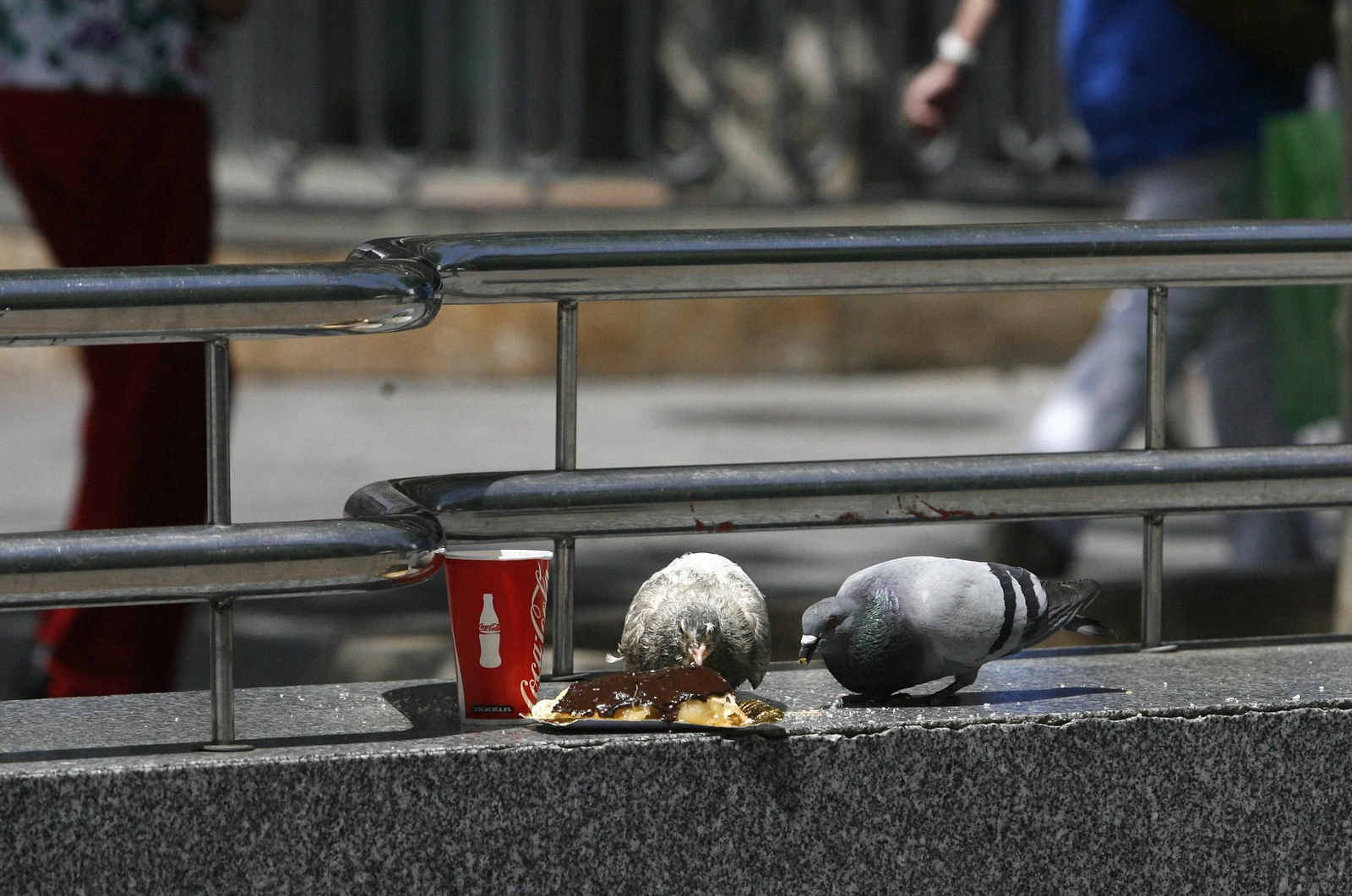 Unas palomas picotean comida en una plaza.