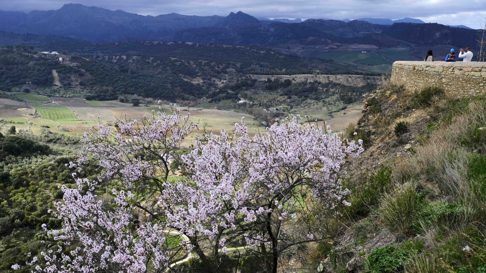 Almendros con las sierras de Montejaque y Grazalema al fondo.