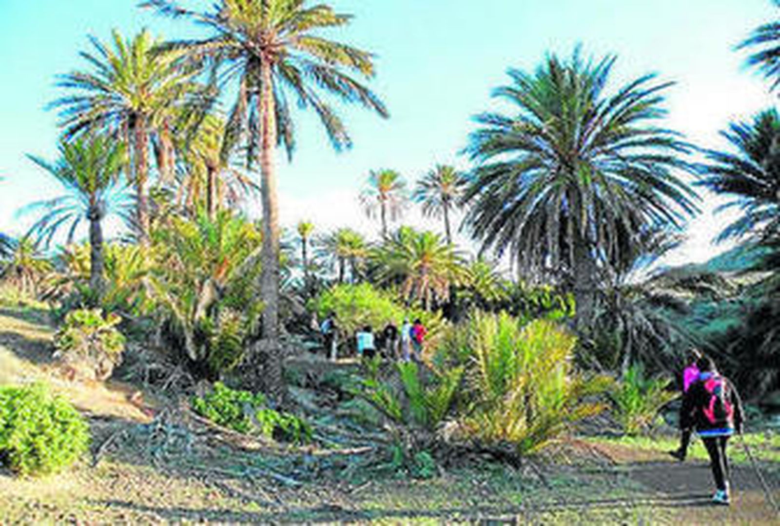 Sendero Requena, ruta para descubrir la vegetación típica del Cabo de Gata