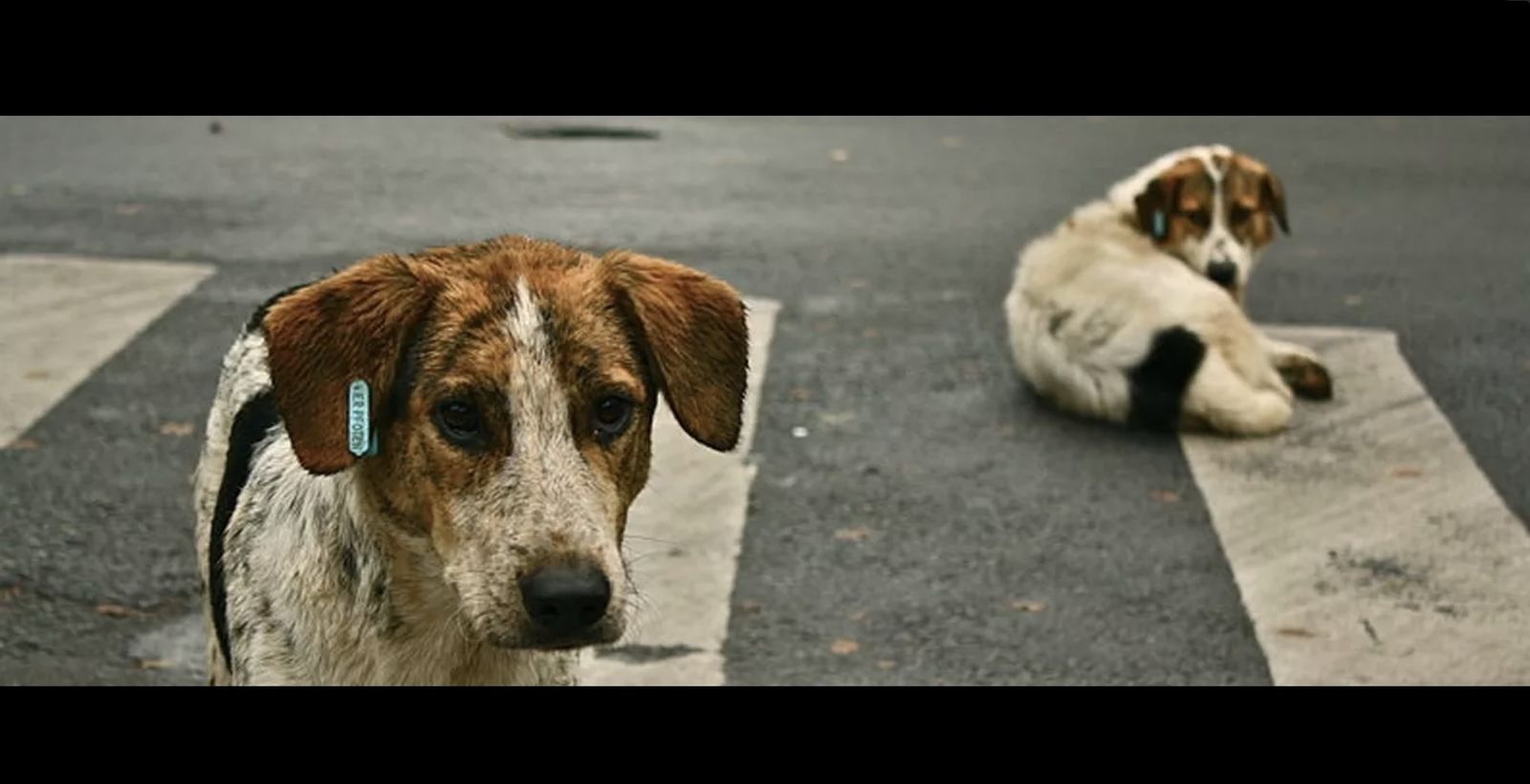 Retiran los perros a una mujer denunciada por tenerlos en lugares antihigiénicos y no darles suficiente comida