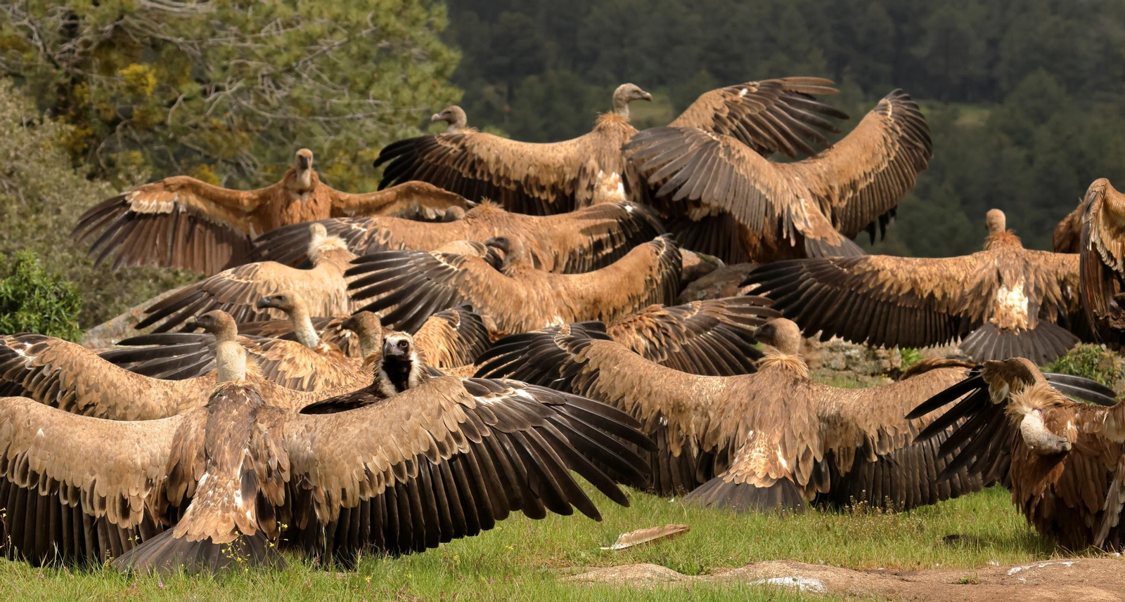 Los buitres leonados pueden llegar a tener una envergadura de hasta 2'8 metros con las alas extendidas.