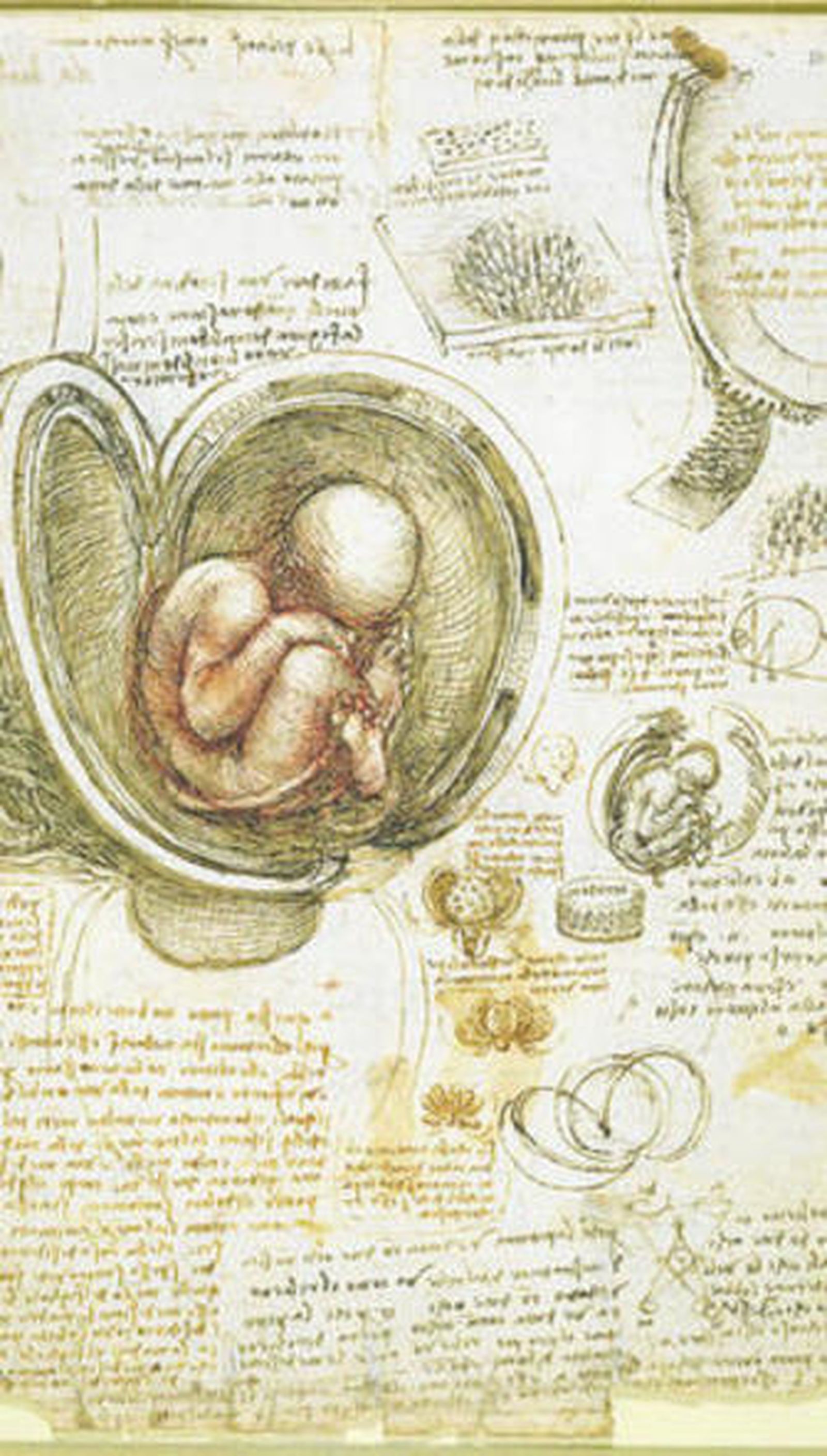 'El feto en el útero', dibujo elaborado a tiza roja, presente en la exposición.