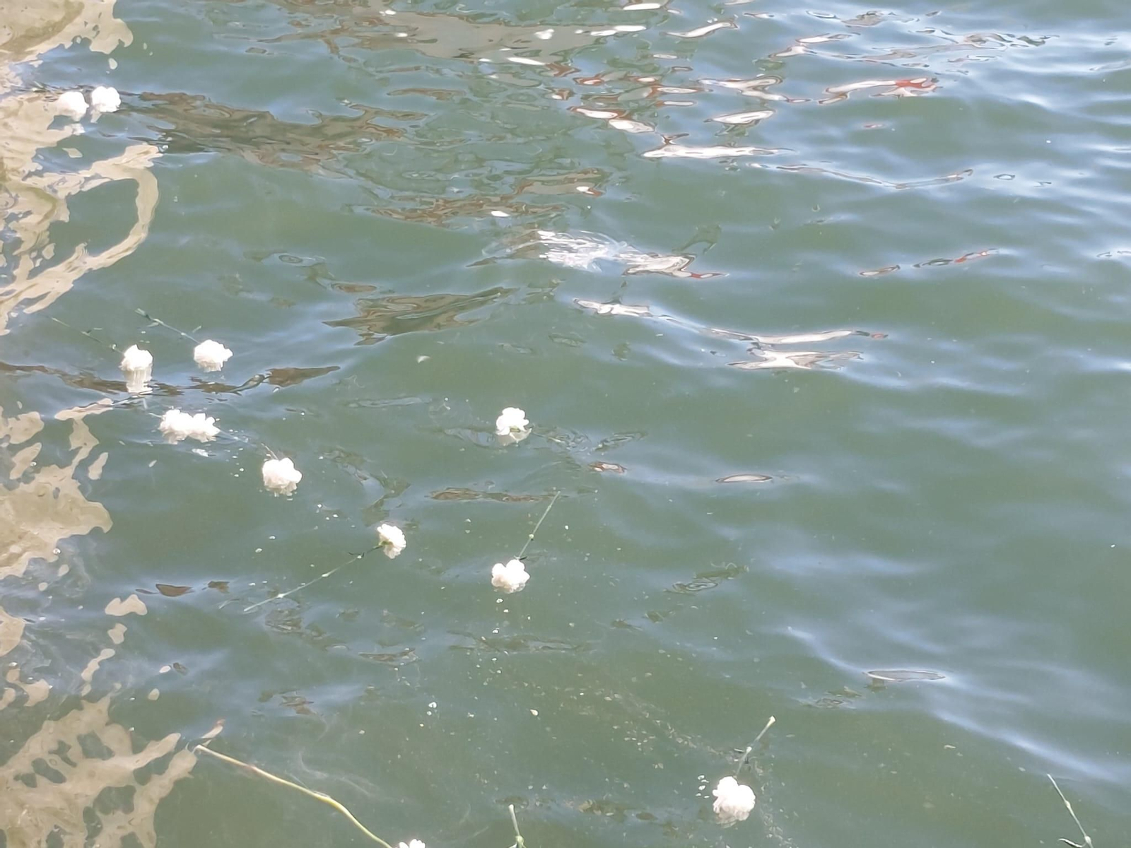 17 años del naufragio del Nuevo Pepita Aurora