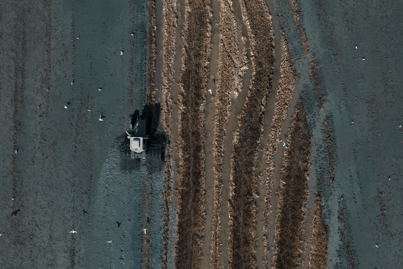 Labores después de la cosecha en las tablas de arroz de las Marismas del Guadalquivir